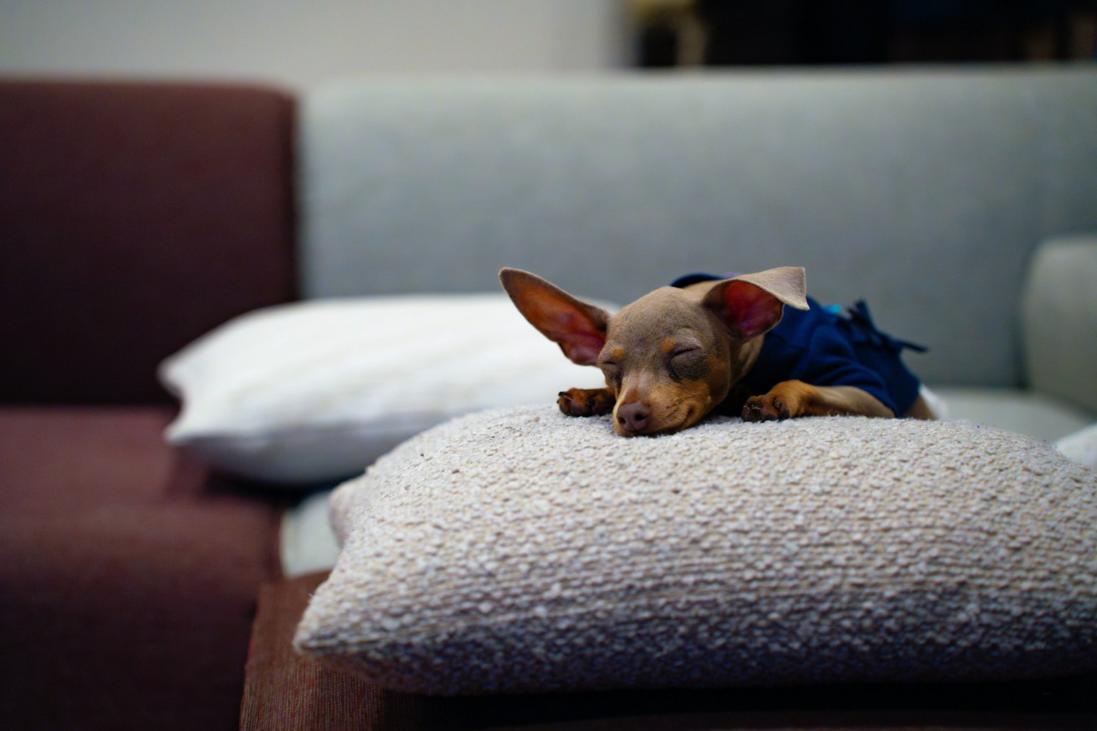 ソファの上で寝ている小さな犬の写真