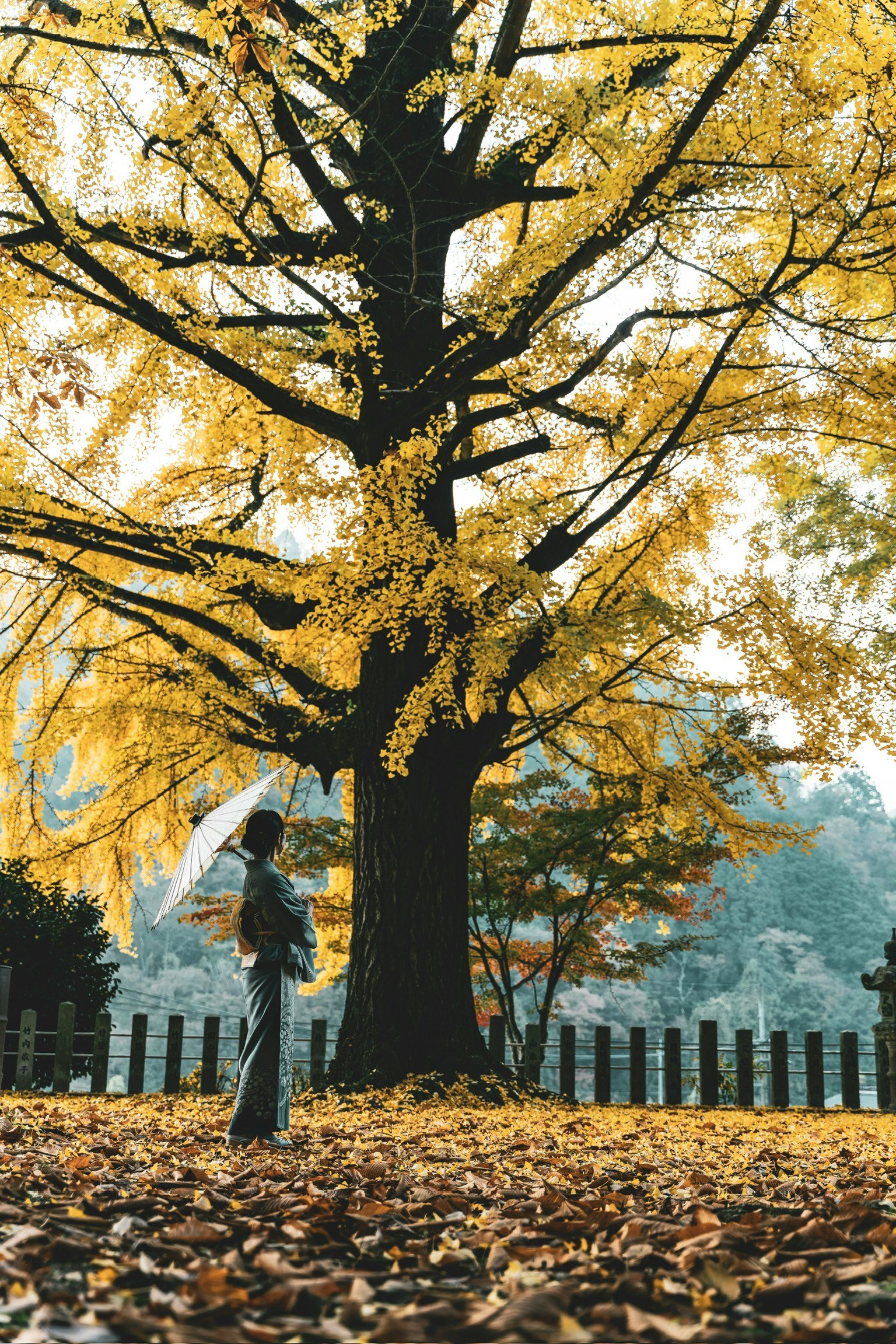 黄色い葉を持つ大きな木の下に立つ女性が傘を持っている風景