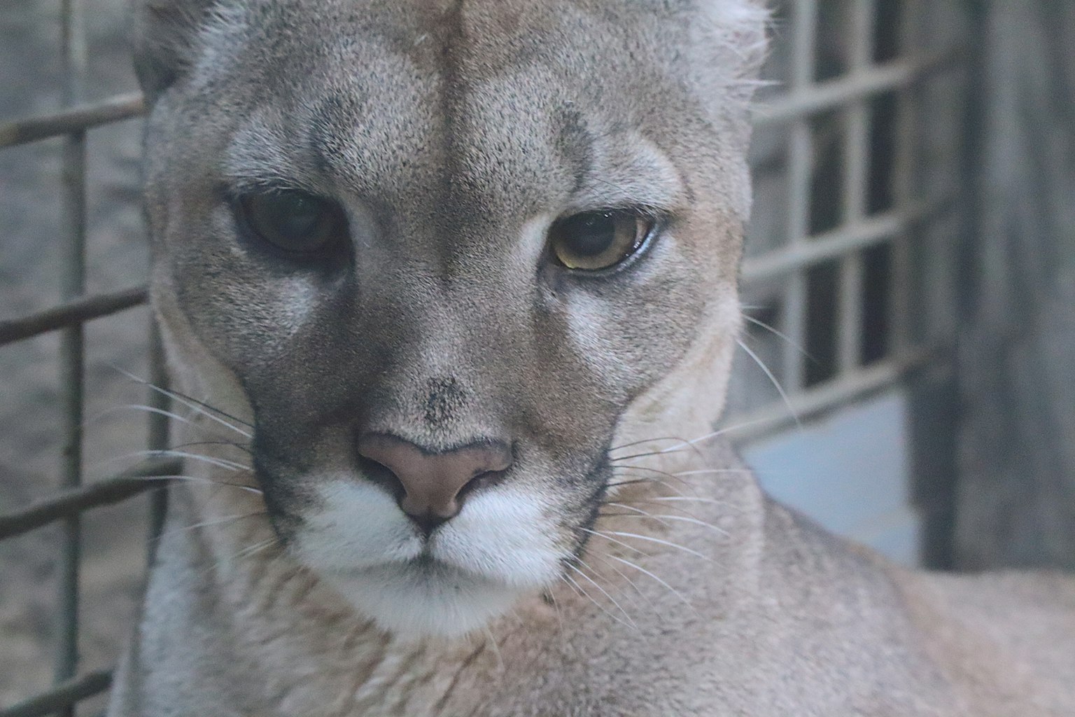 Primo piano del viso di un puma con occhi giallo-bruni in un ambiente di cattività