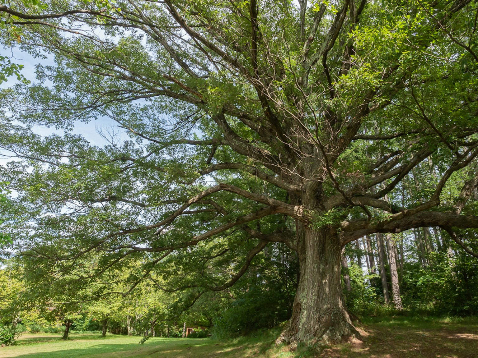 Grande albero con rami che si estendono in un parco