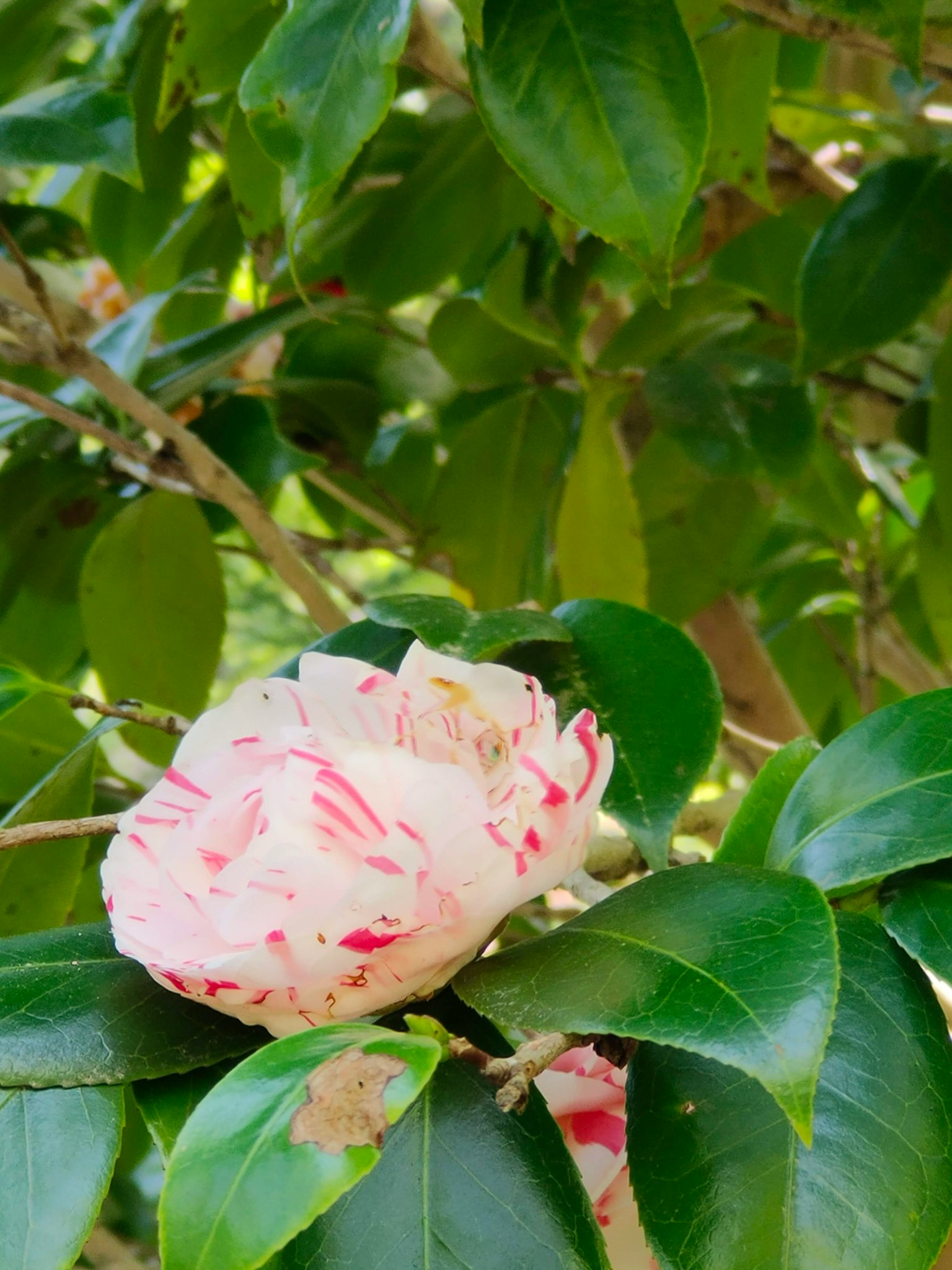 白色和粉色条纹的山茶花与绿色叶子