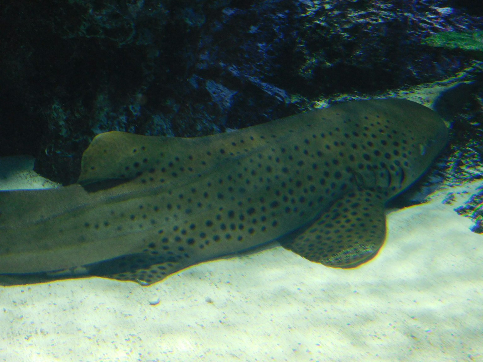 Una specie di squalo simile a un pesce piatto in acqua con un motivo a macchie sul corpo