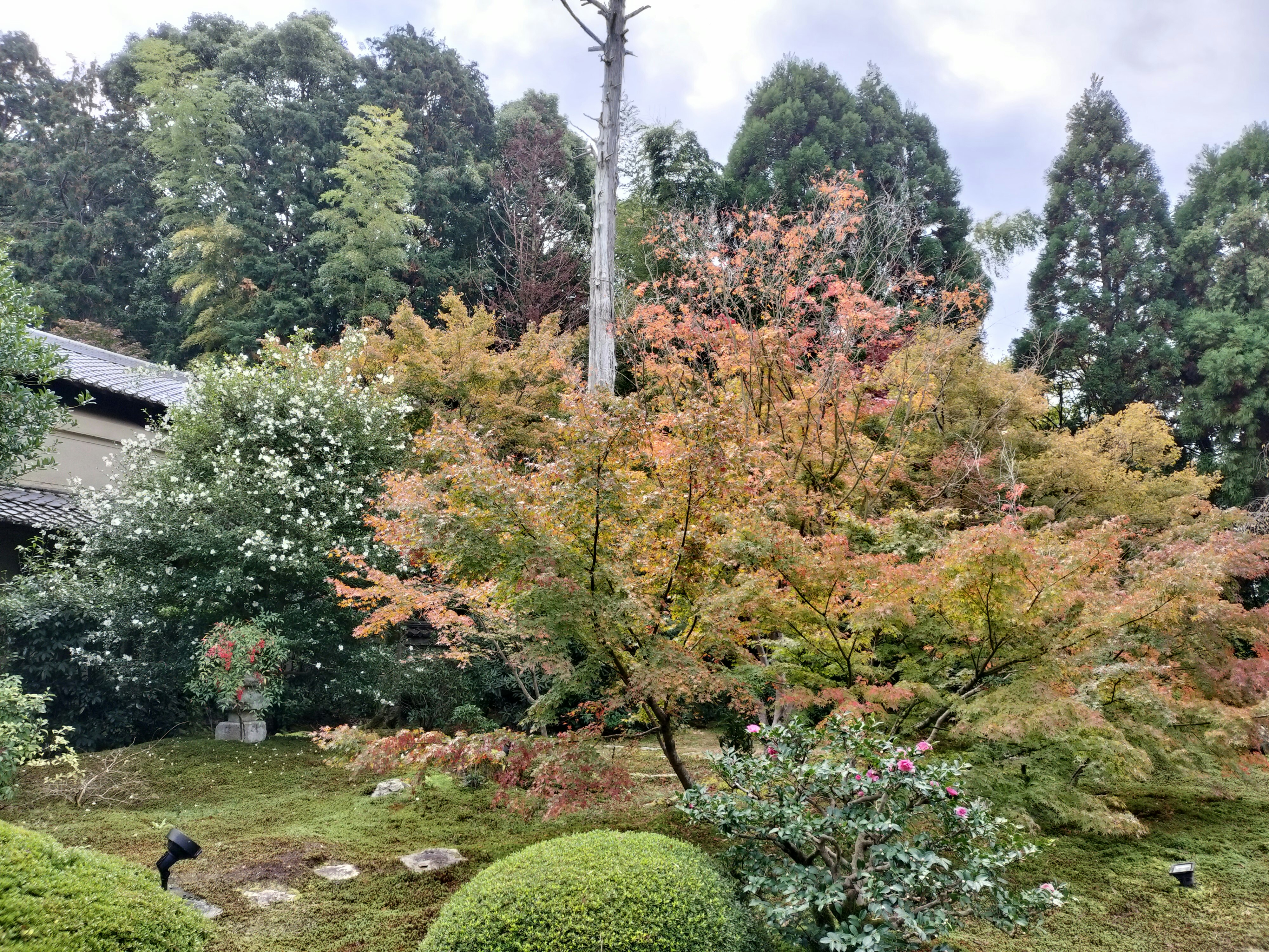 Gartenrasen mit bunten Bäumen und Sträuchern im Herbst