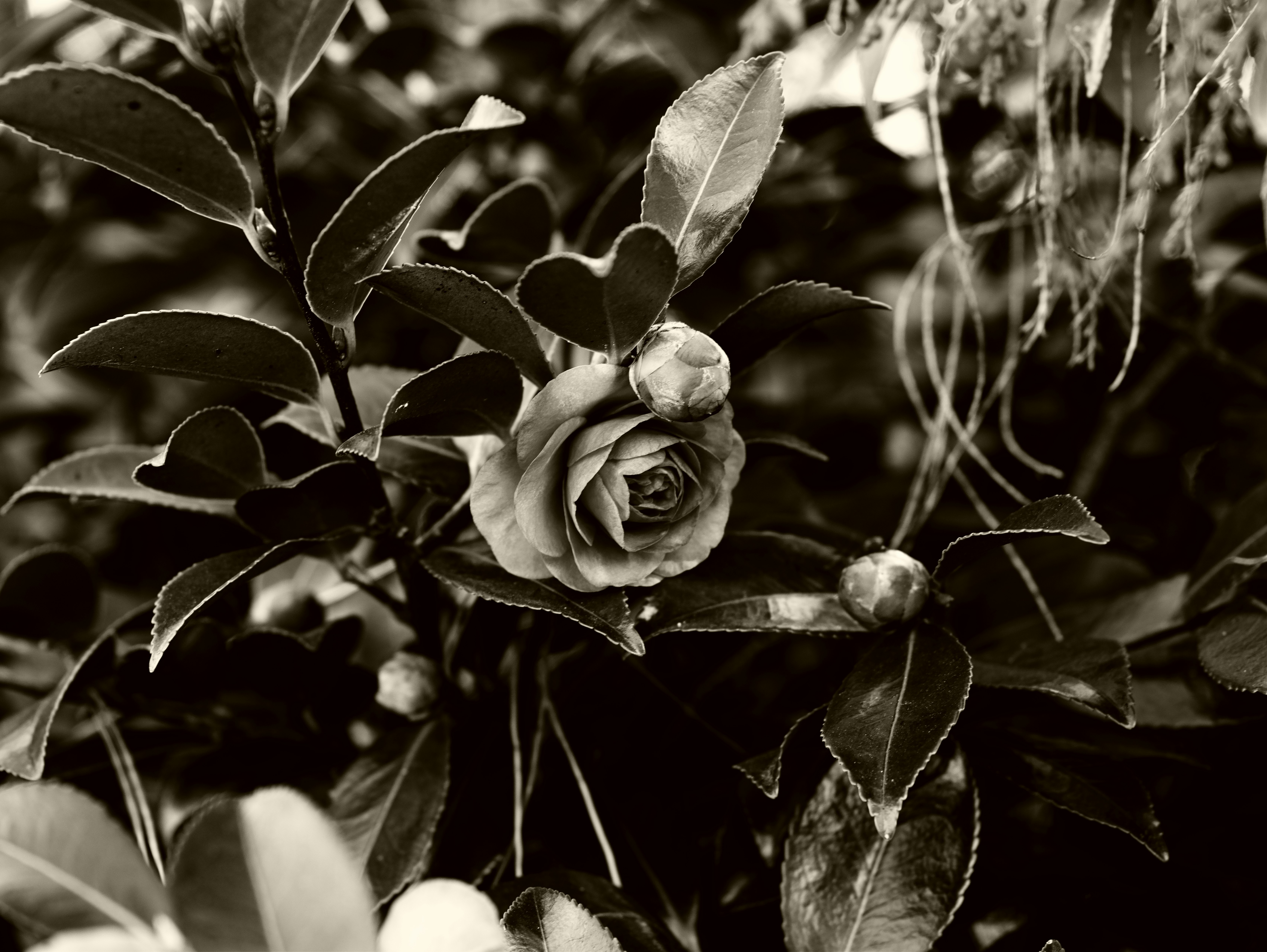 Composición monocroma de rosa y hojas