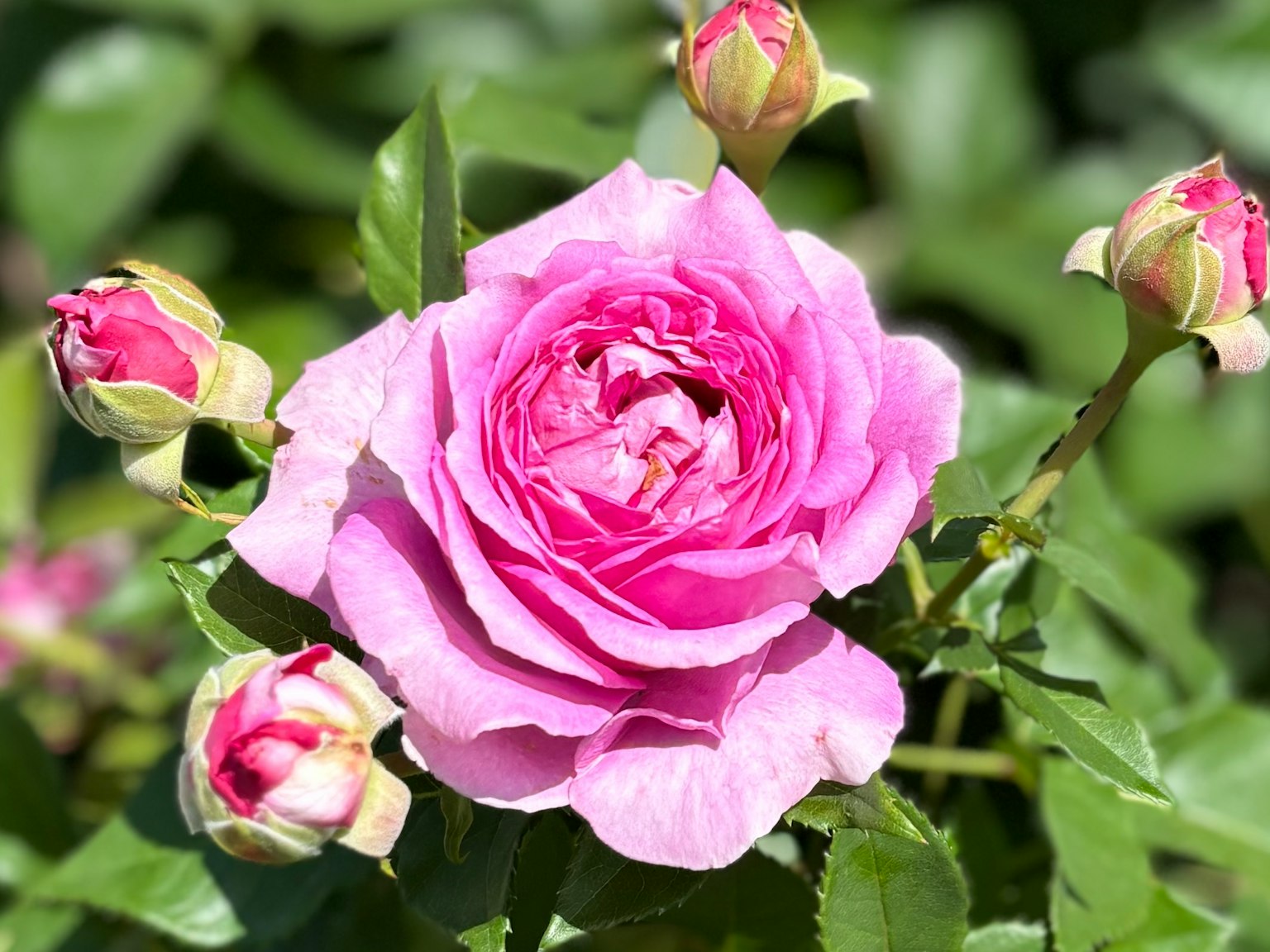 Hermosa flor de rosa rosa con botones alrededor