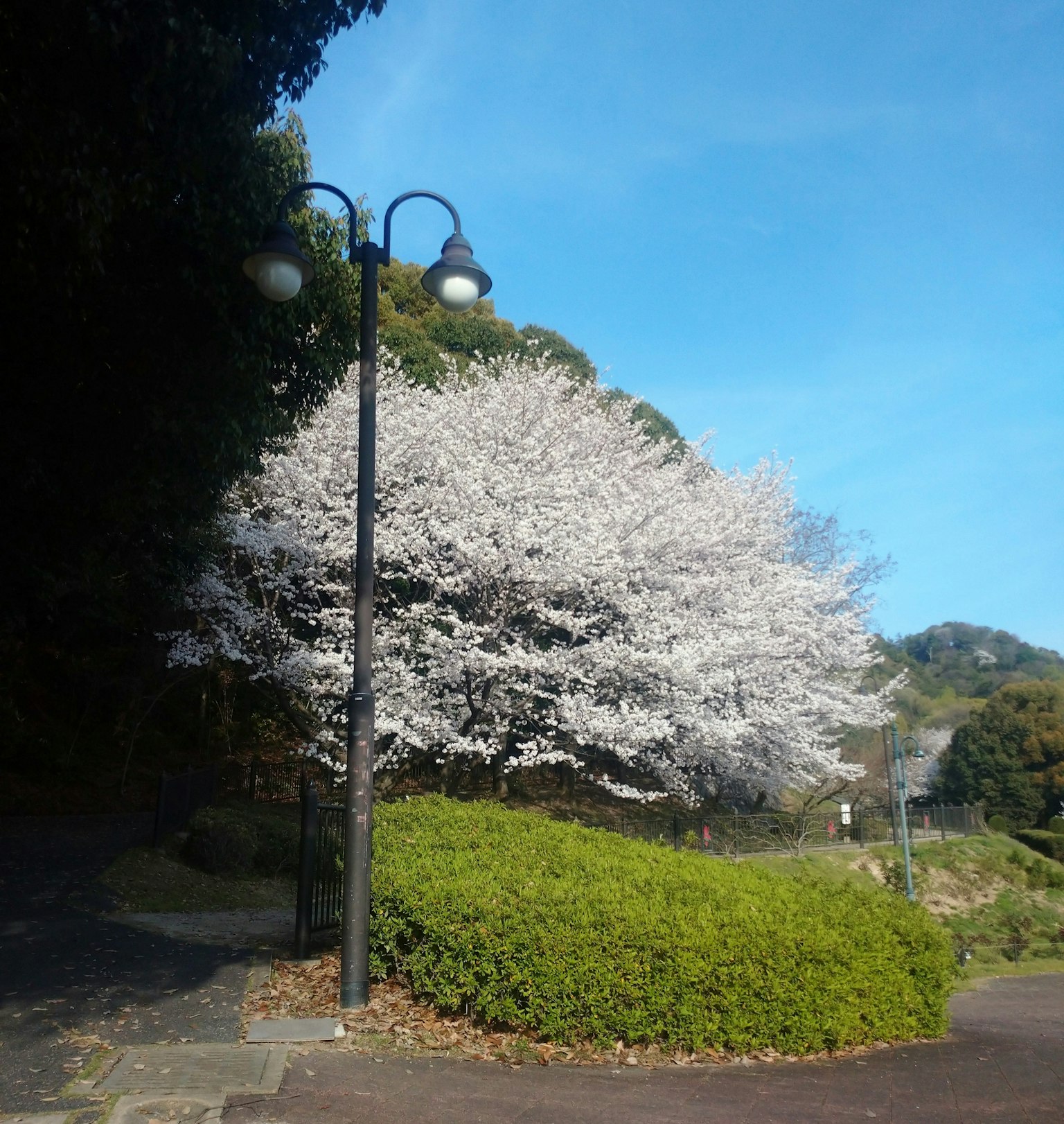 公园场景樱花树和路灯蓝天和绿色灌木