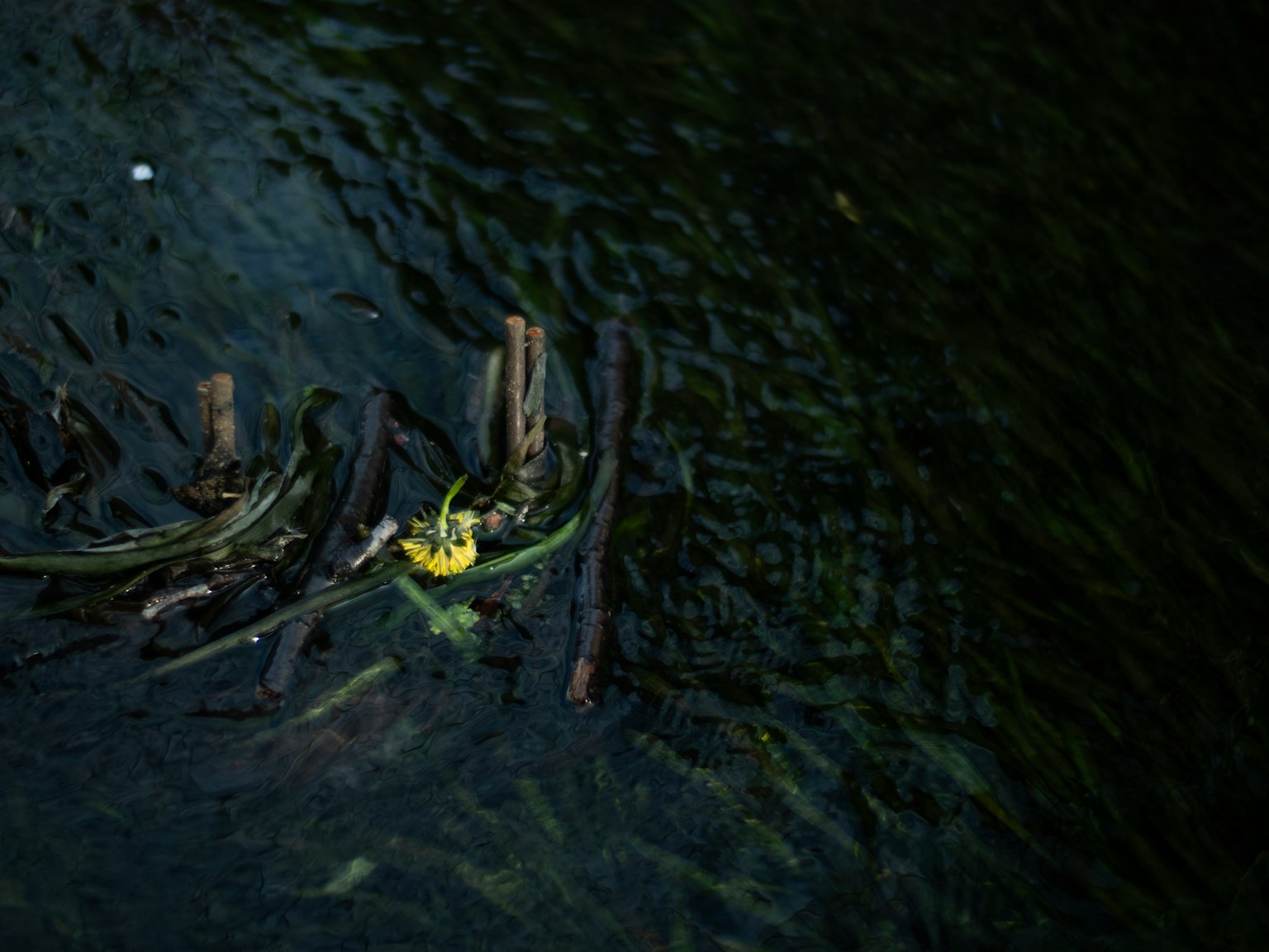 Yellow object floating on dark water with submerged logs