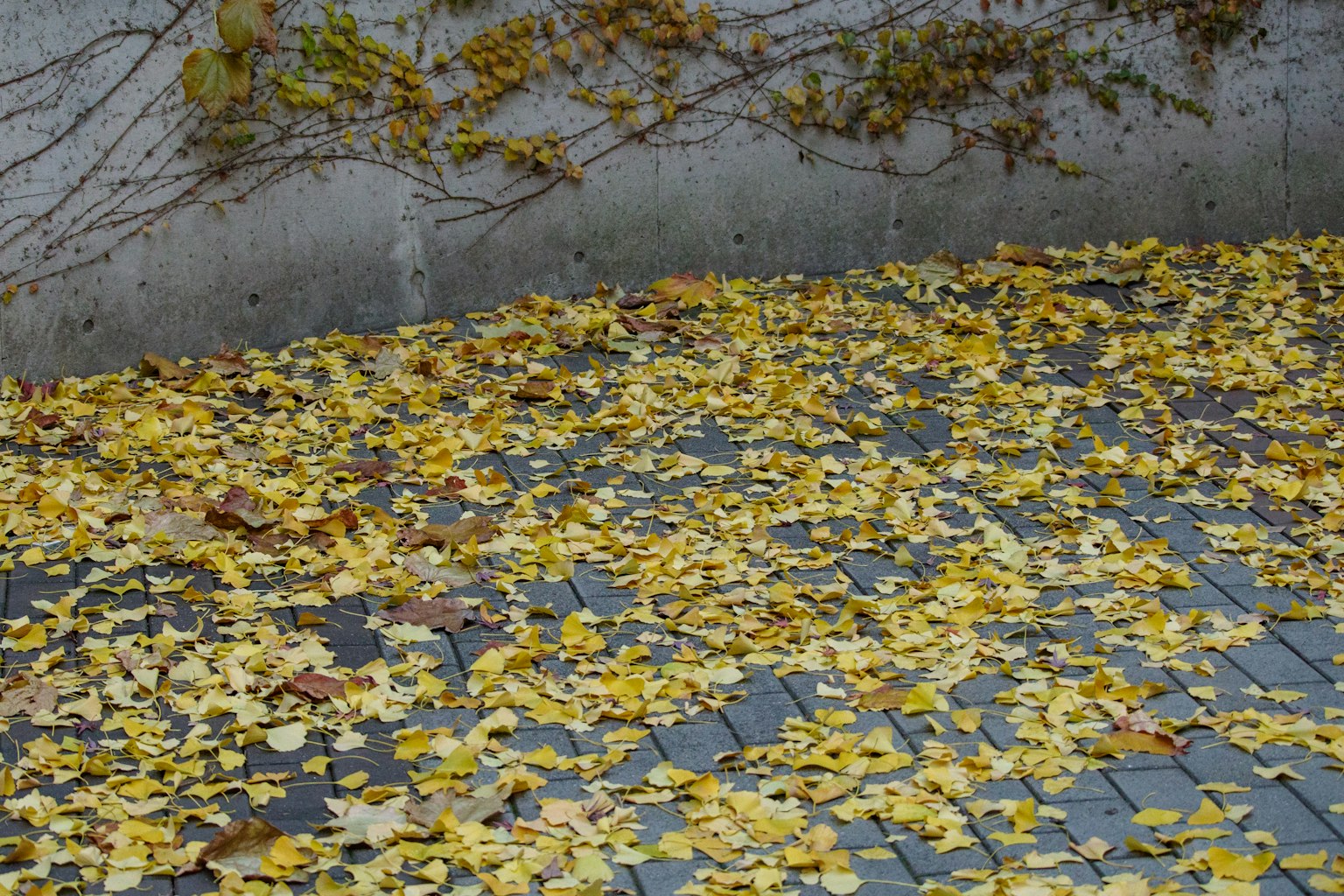 Image de feuilles jaunes éparpillées sur un sol pavé