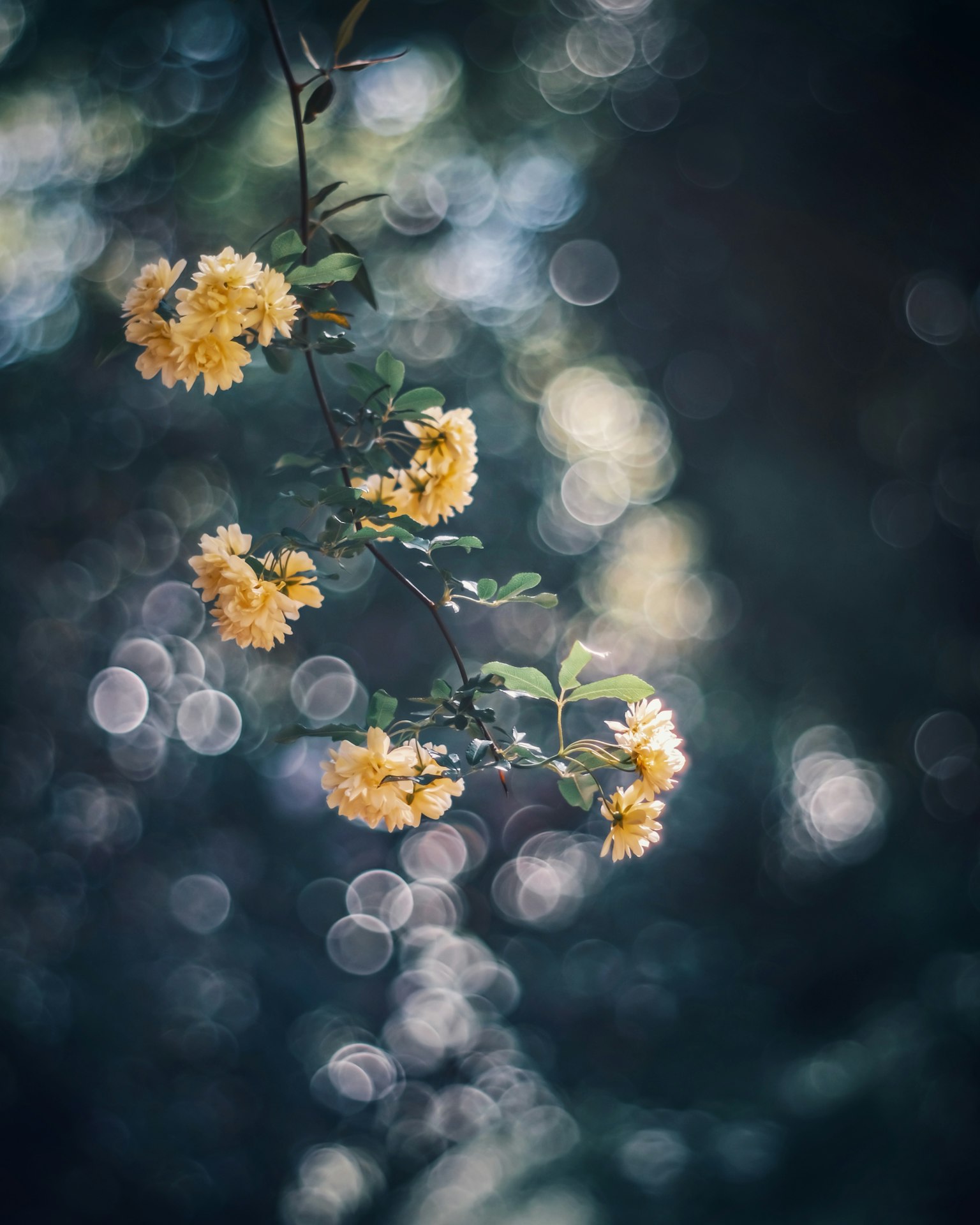 Una rama de hermosas flores amarillas contra un fondo borroso
