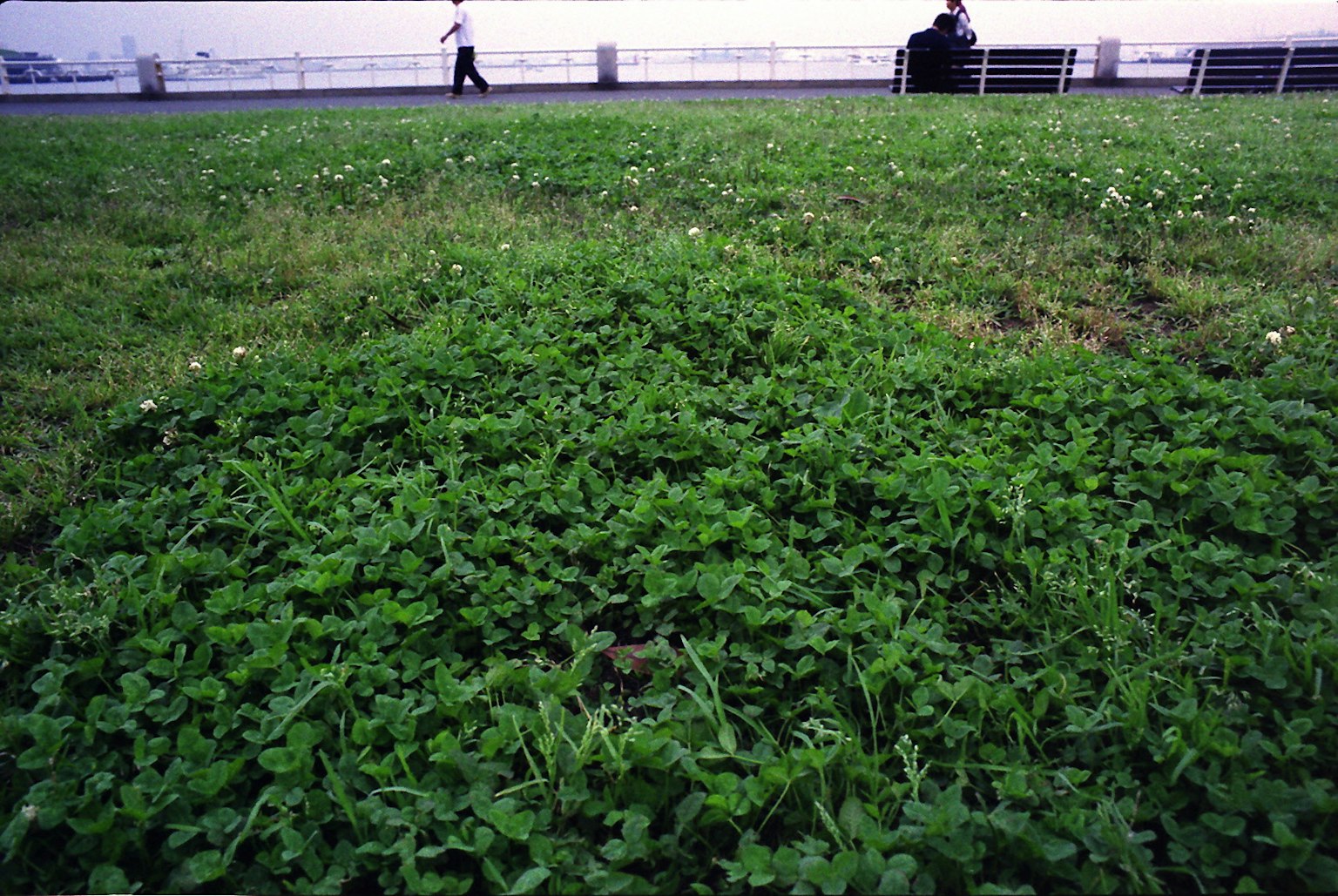Üppig grünes Gras mit einer entfernten Person, die geht