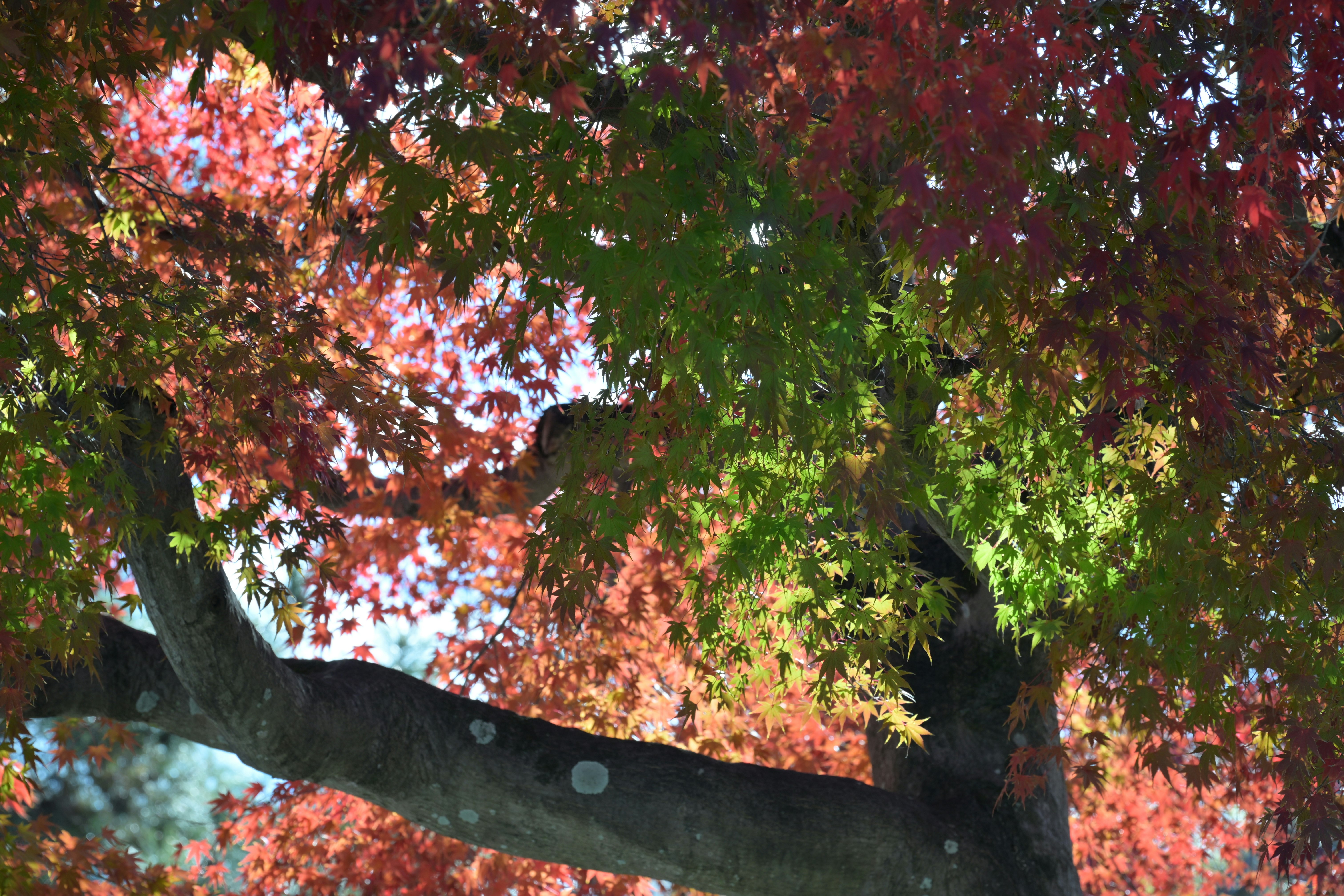 紅葉と新緑が重なる木の枝のクローズアップ