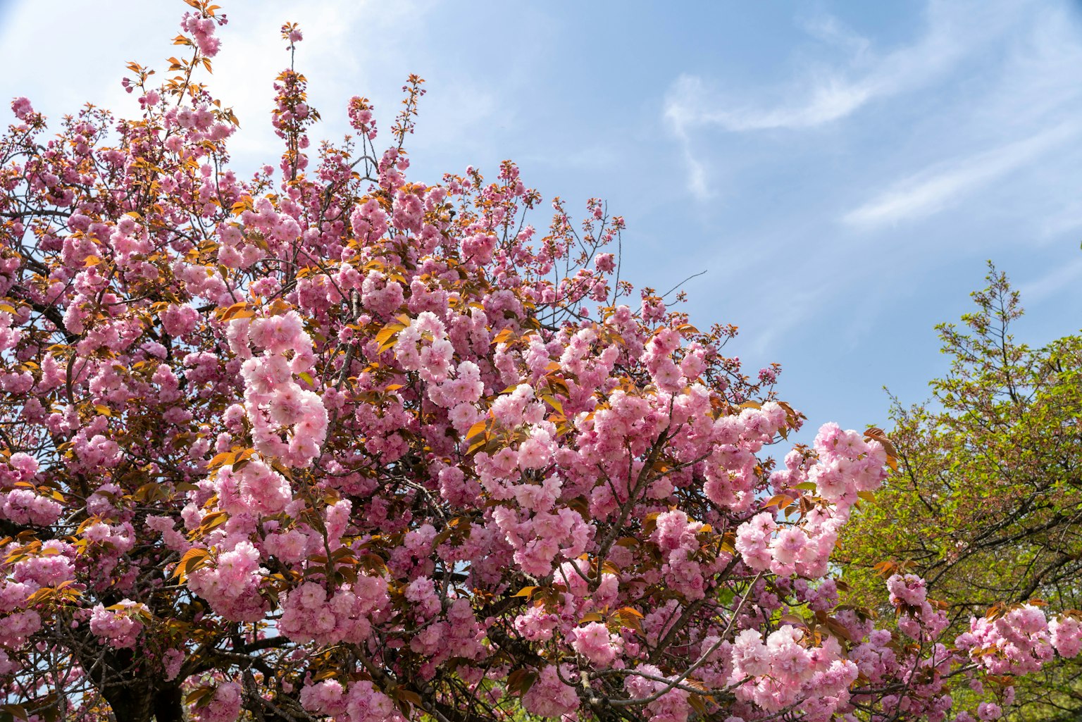 Pohon sakura dengan bunga pink cerah dan langit biru