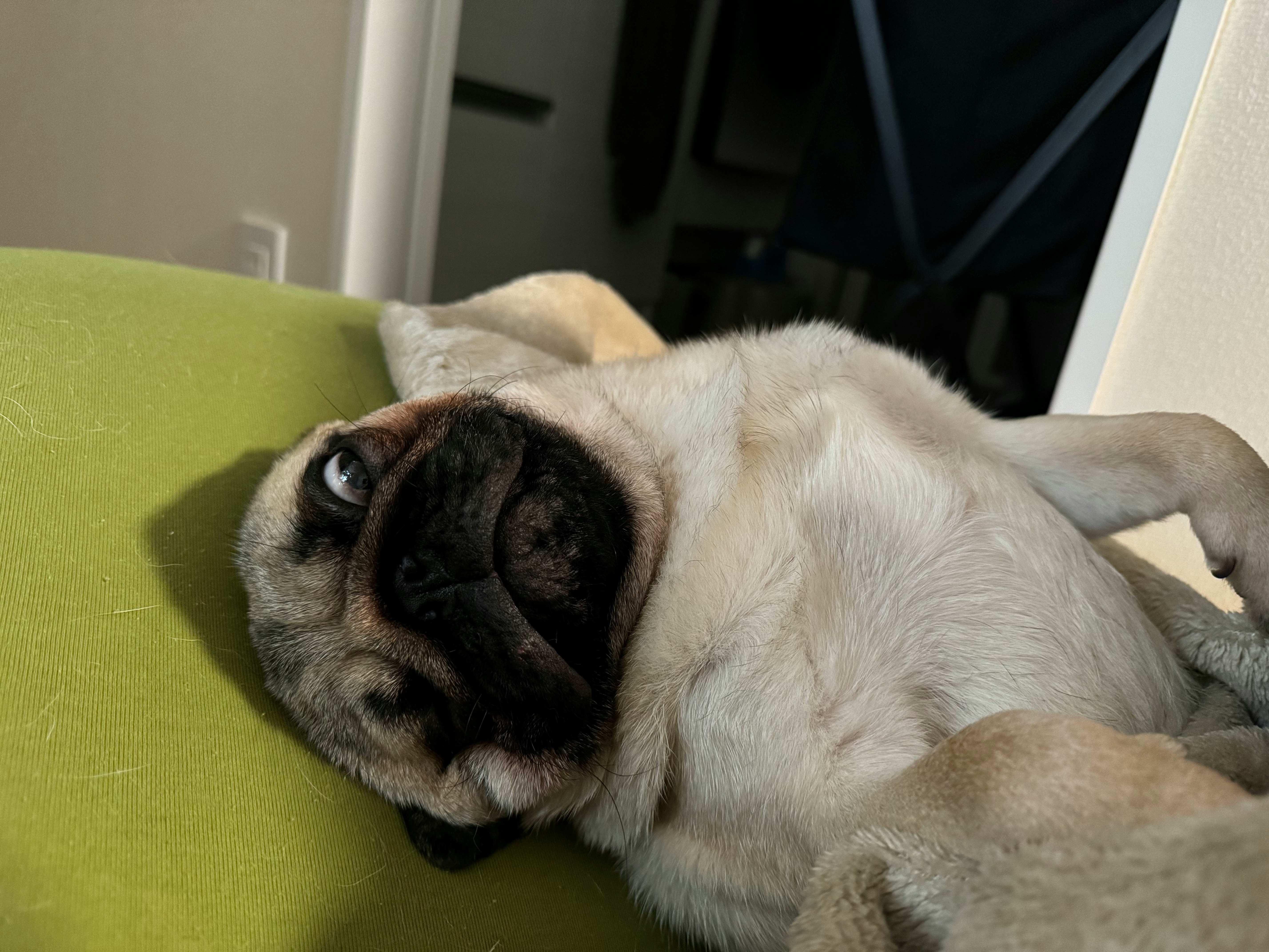 Cane carlino che si rilassa su un divano