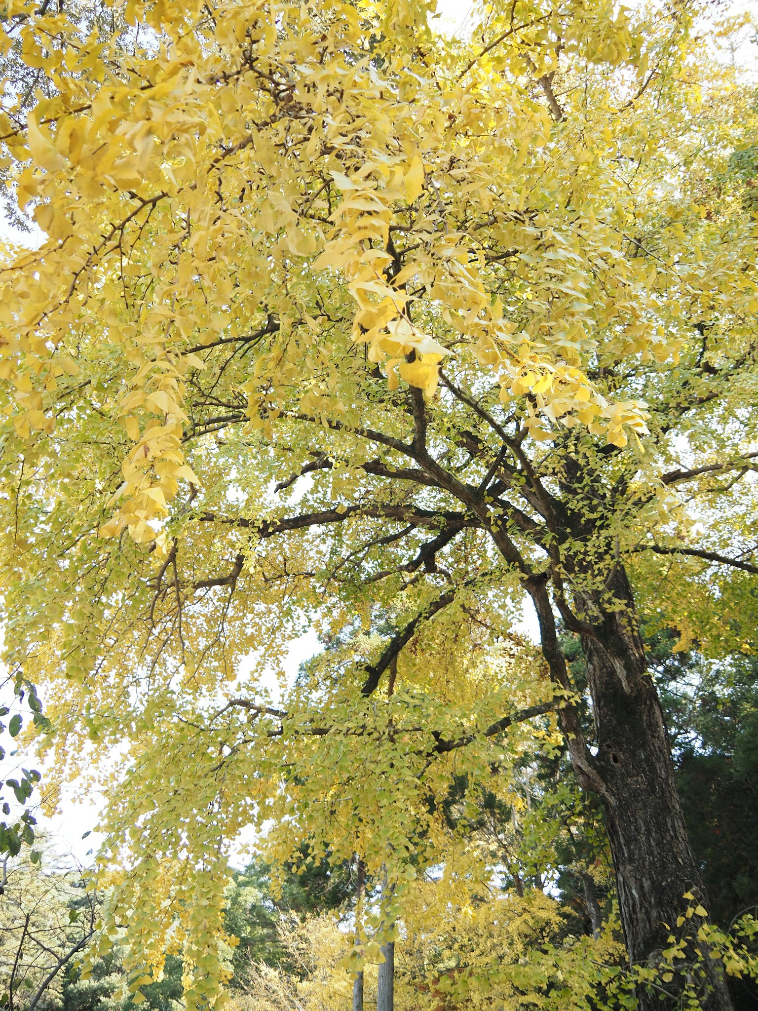 Phần trên của cây với lá vàng rực rỡ