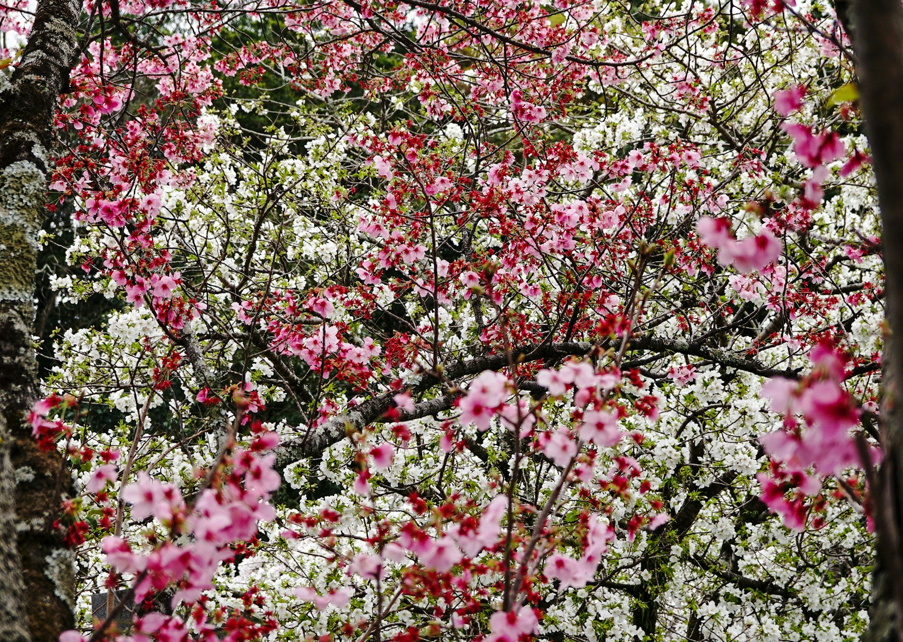 満開のピンクの花が枝いっぱいに咲く桜の木
