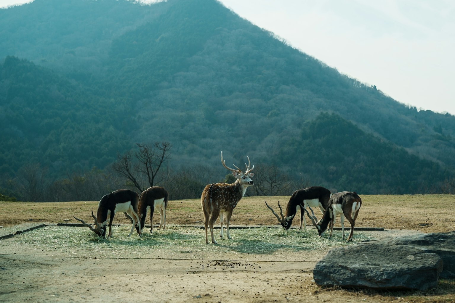 산을 배경으로 풀을 뜯고 있는 사슴 떼