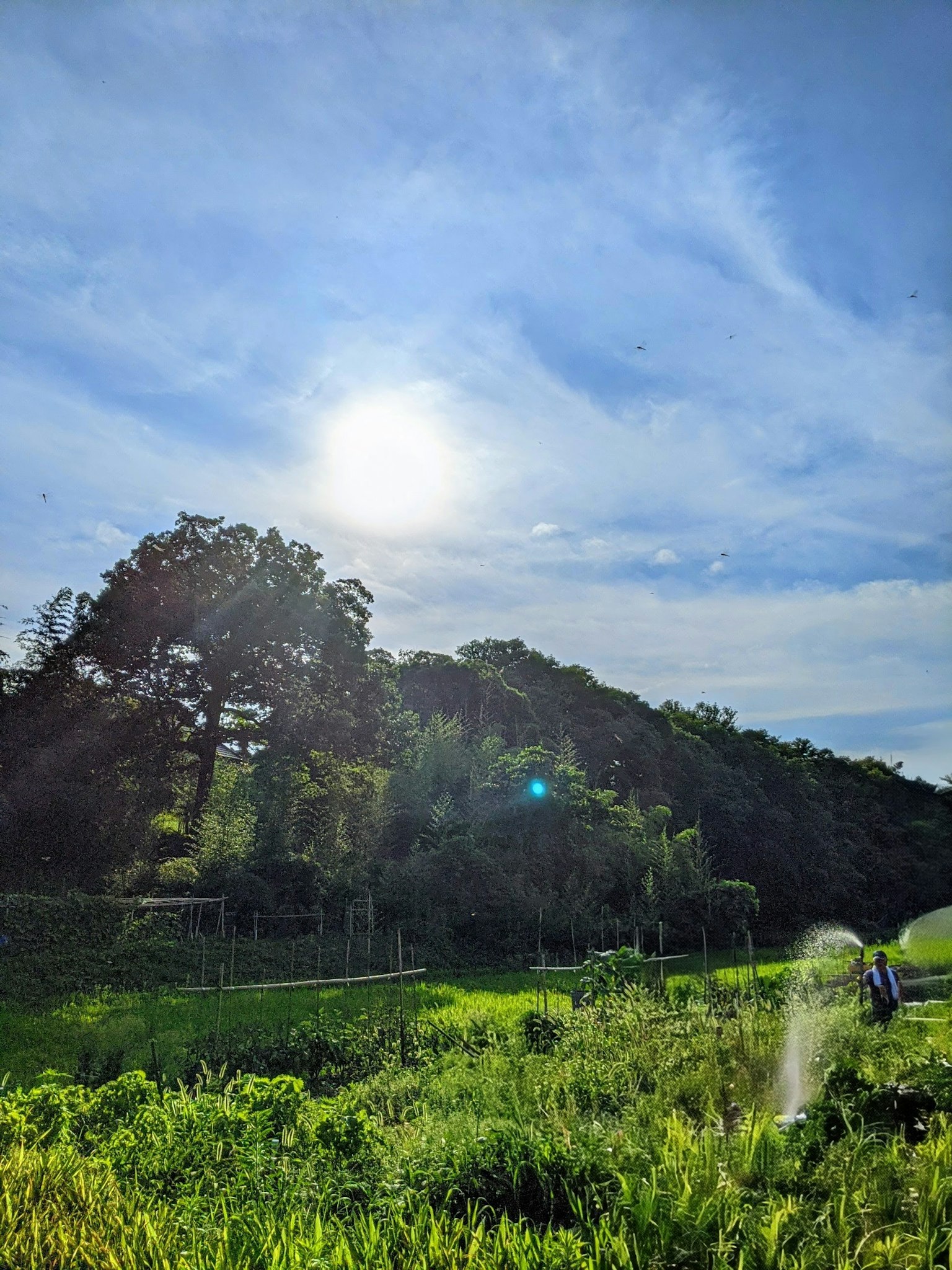 Paesaggio verde sotto un cielo blu con luce solare