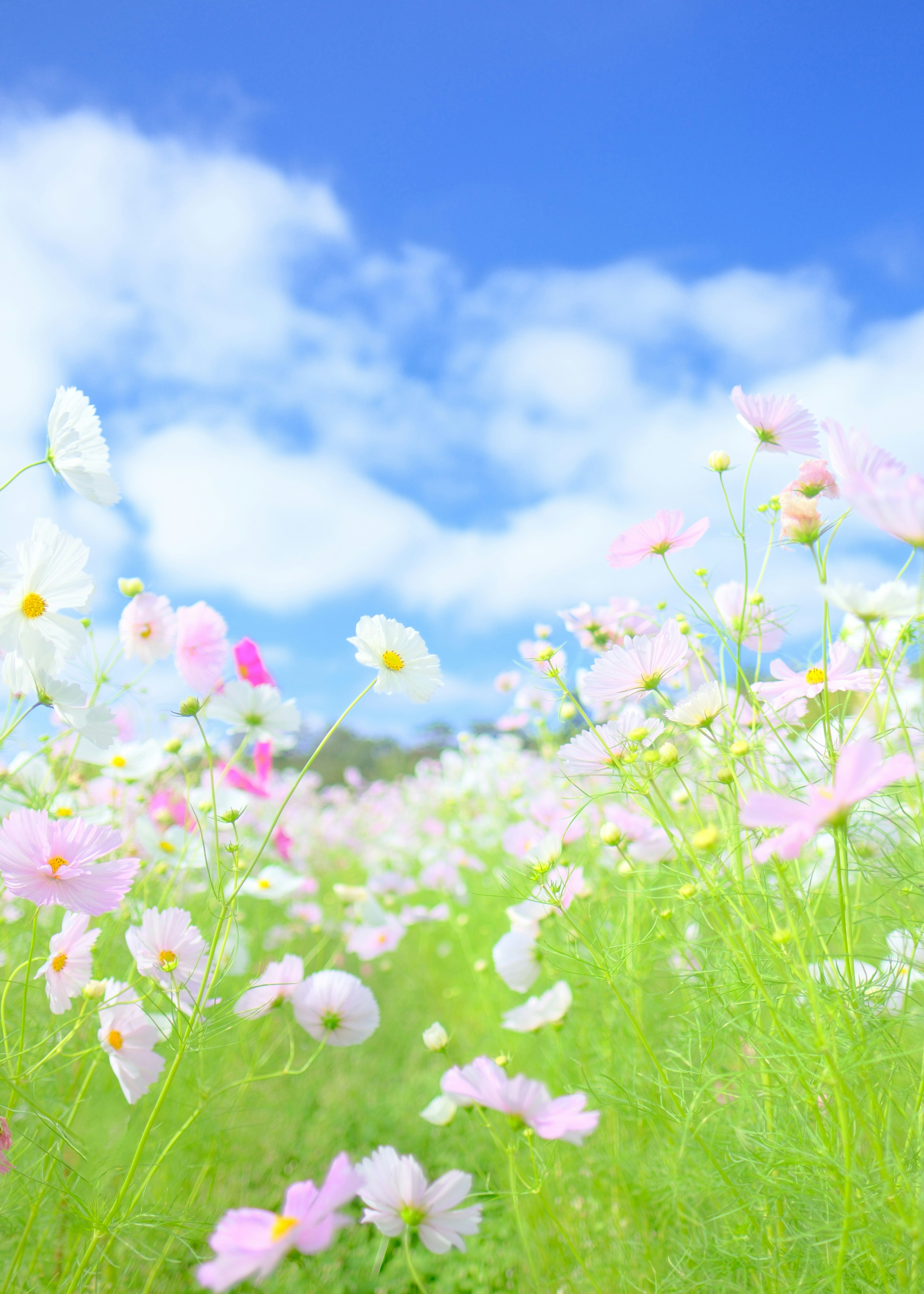 青空の下で咲くコスモスと小花の草原