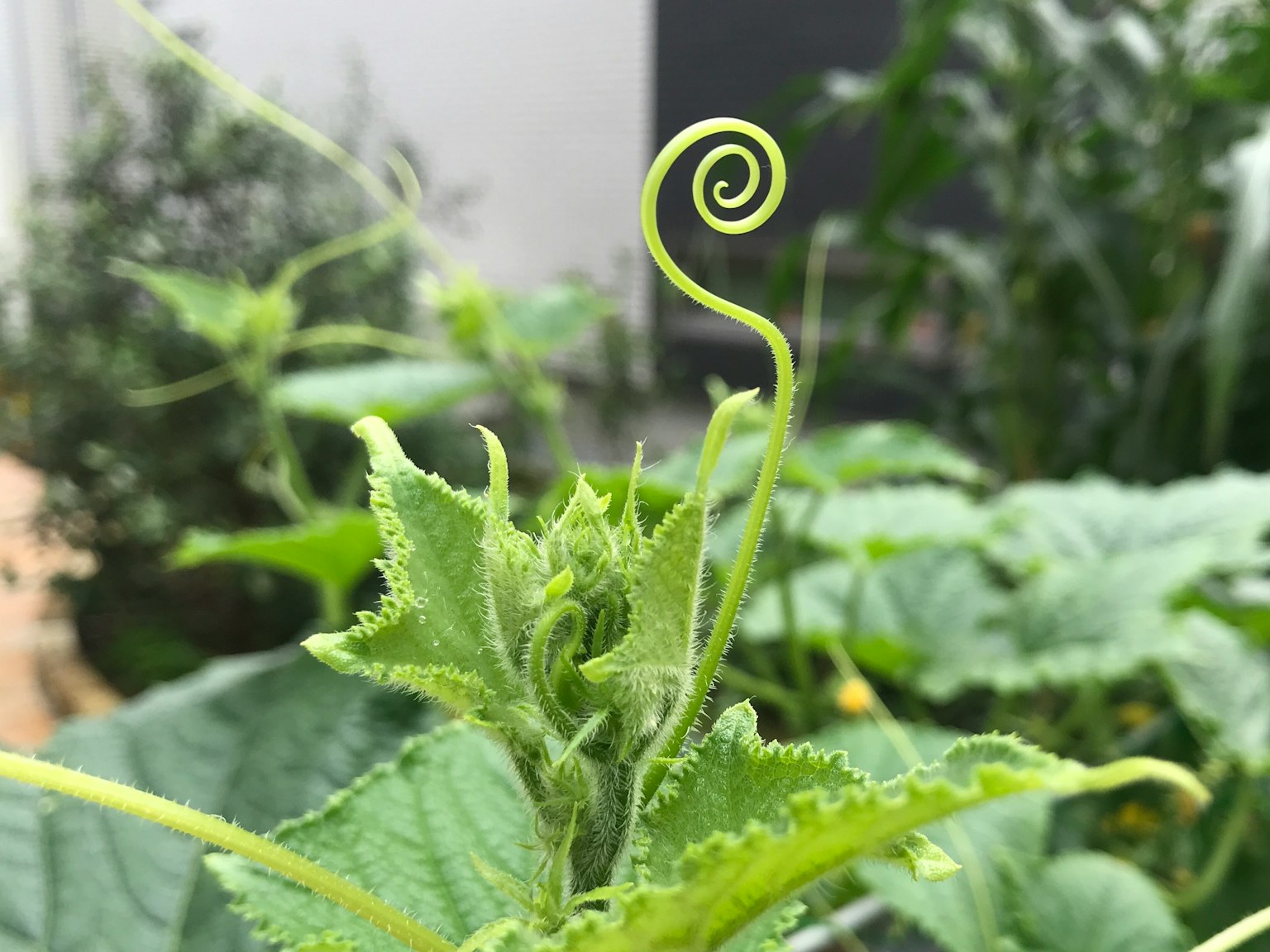 一株綠色植物的圖片，具有獨特的捲曲藤蔓