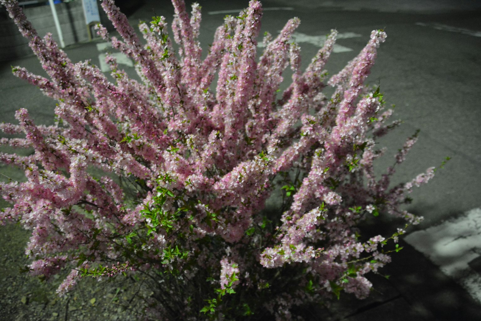 夜の花が咲くピンクの植物のクローズアップ