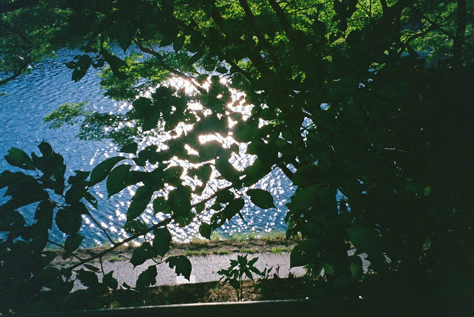 Sonnenlicht, das sich auf blauem Wasser spiegelt, umgeben von grünen Blättern