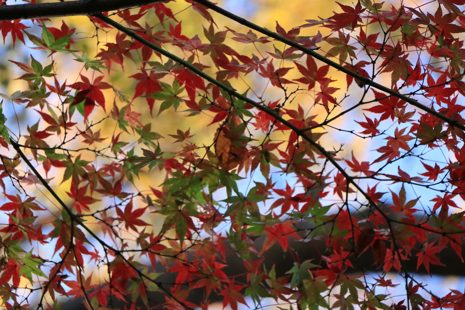 Close-up of tree branches with vibrant red and green autumn leaves