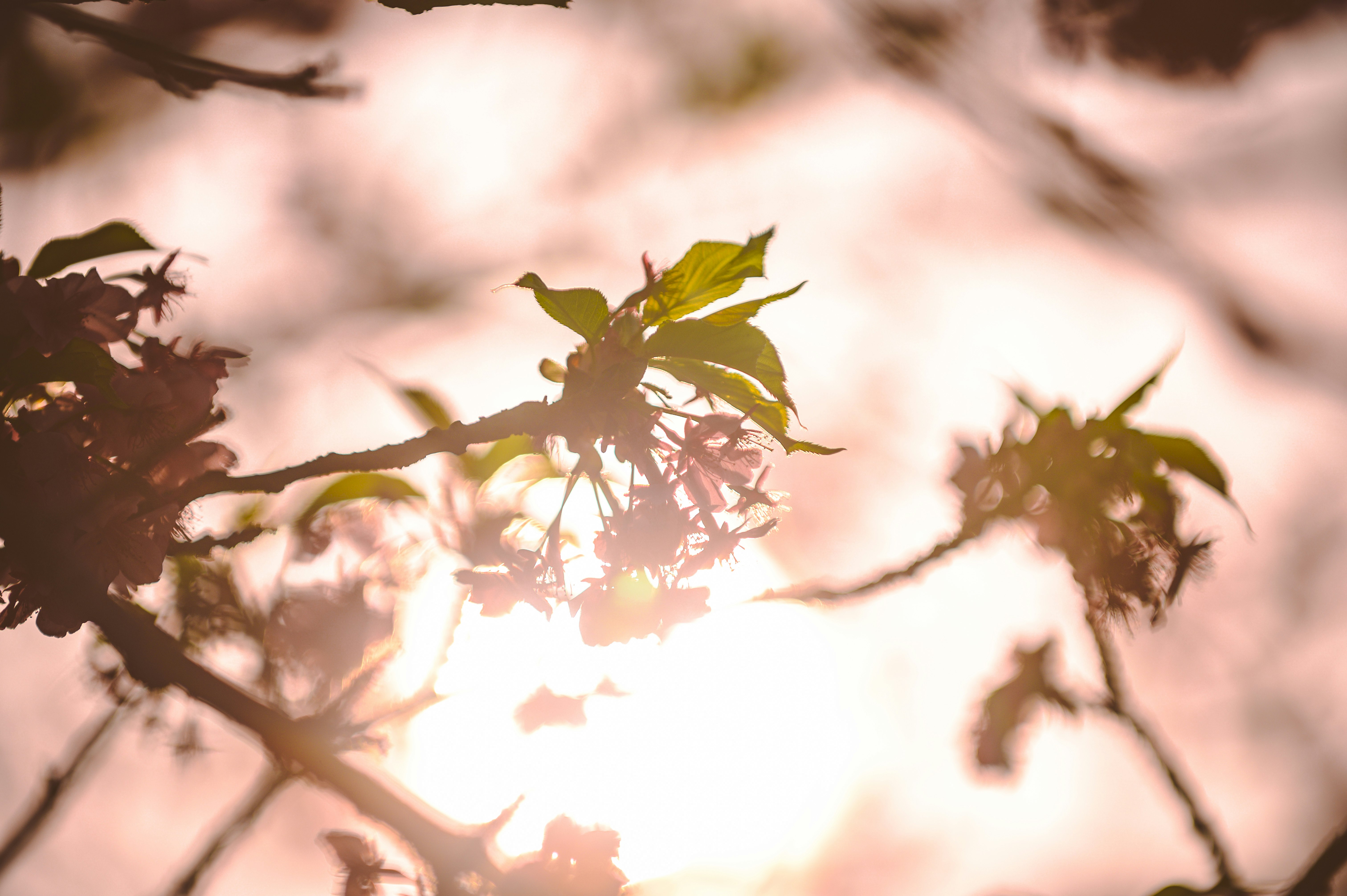 Silueta de ramas con flores y hojas iluminadas por una luz suave