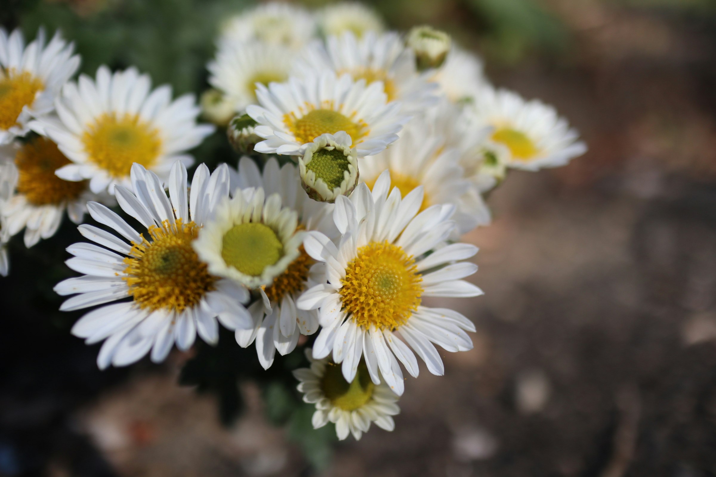 白い菊の花が群れて咲く花壇の近景