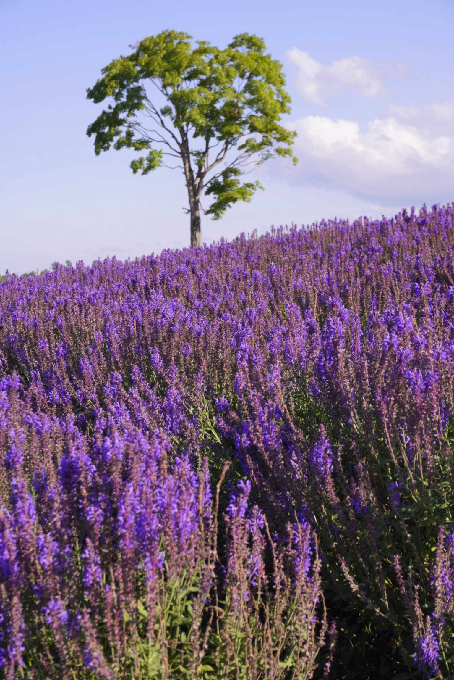 Campo di fiori viola con un albero singolo