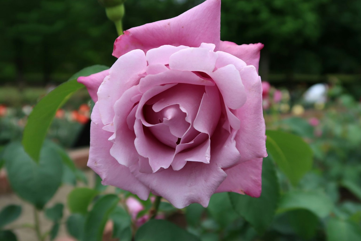 Una rosa de color rosa claro en flor con pétalos delicados