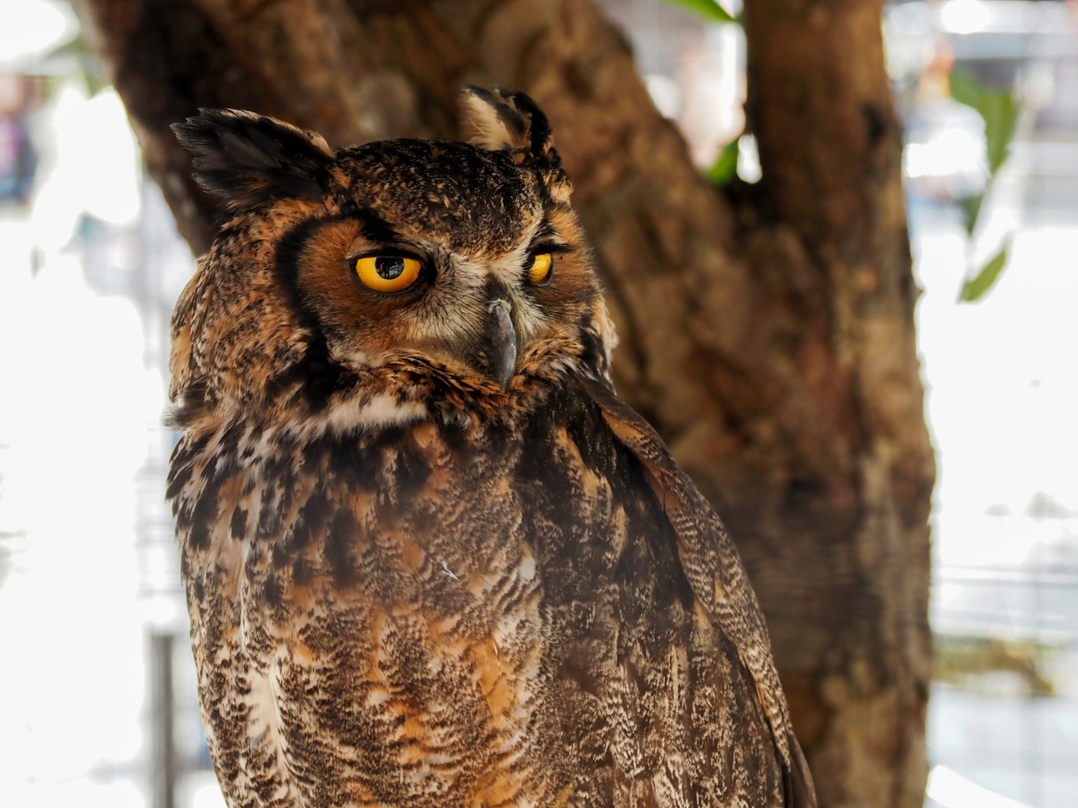 Gros plan d'un hibou avec des yeux jaunes percutants perché sur un arbre