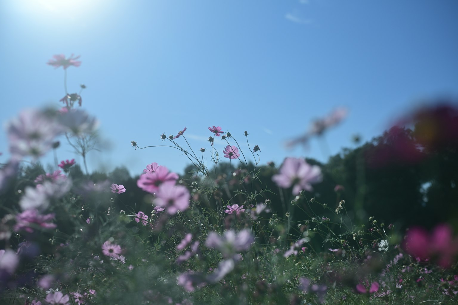Groupe de fleurs roses sous un ciel bleu
