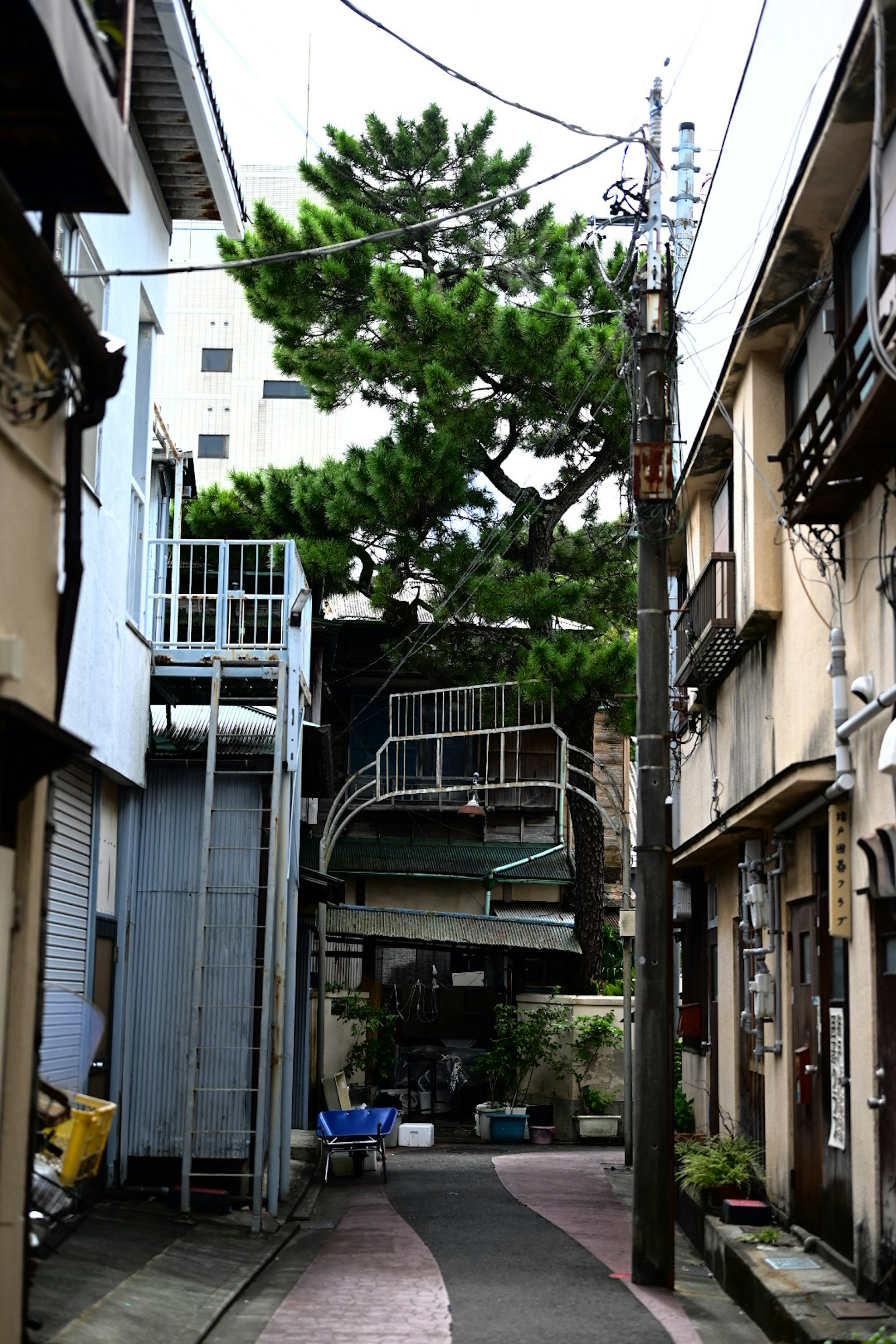 狹窄小巷中的大松樹和周圍建築