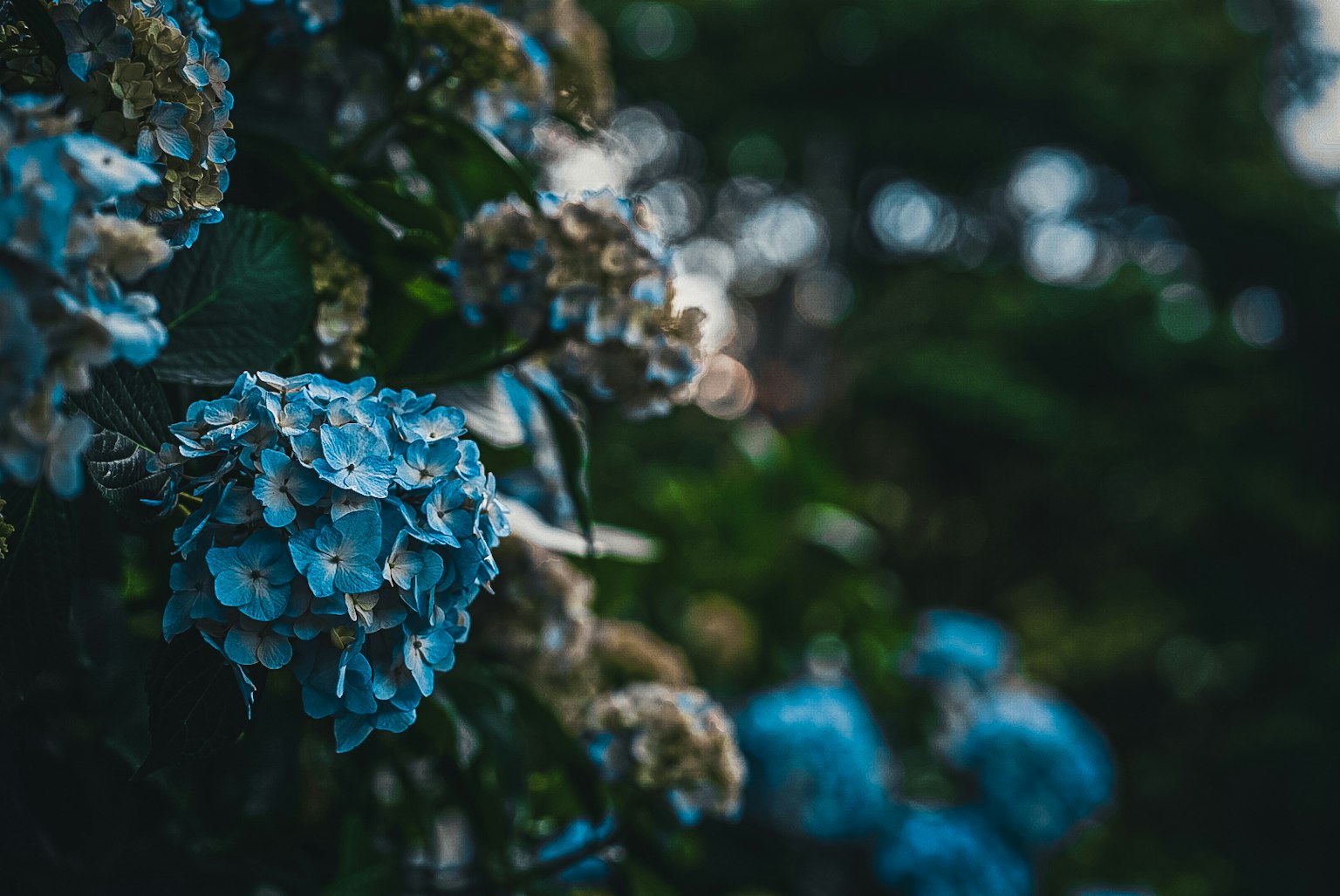 Nahaufnahme von blauen Hortensienblüten mit unscharfem Hintergrund