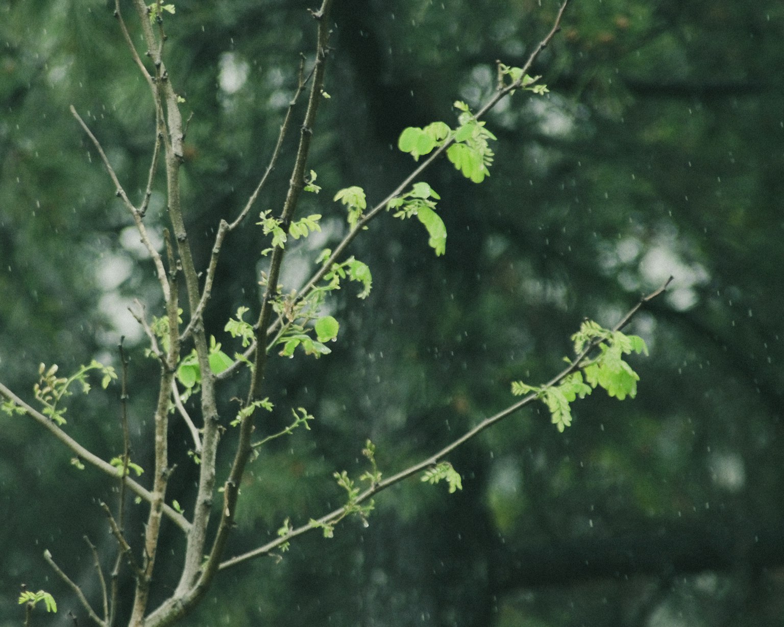 雨中的绿色叶子和树枝