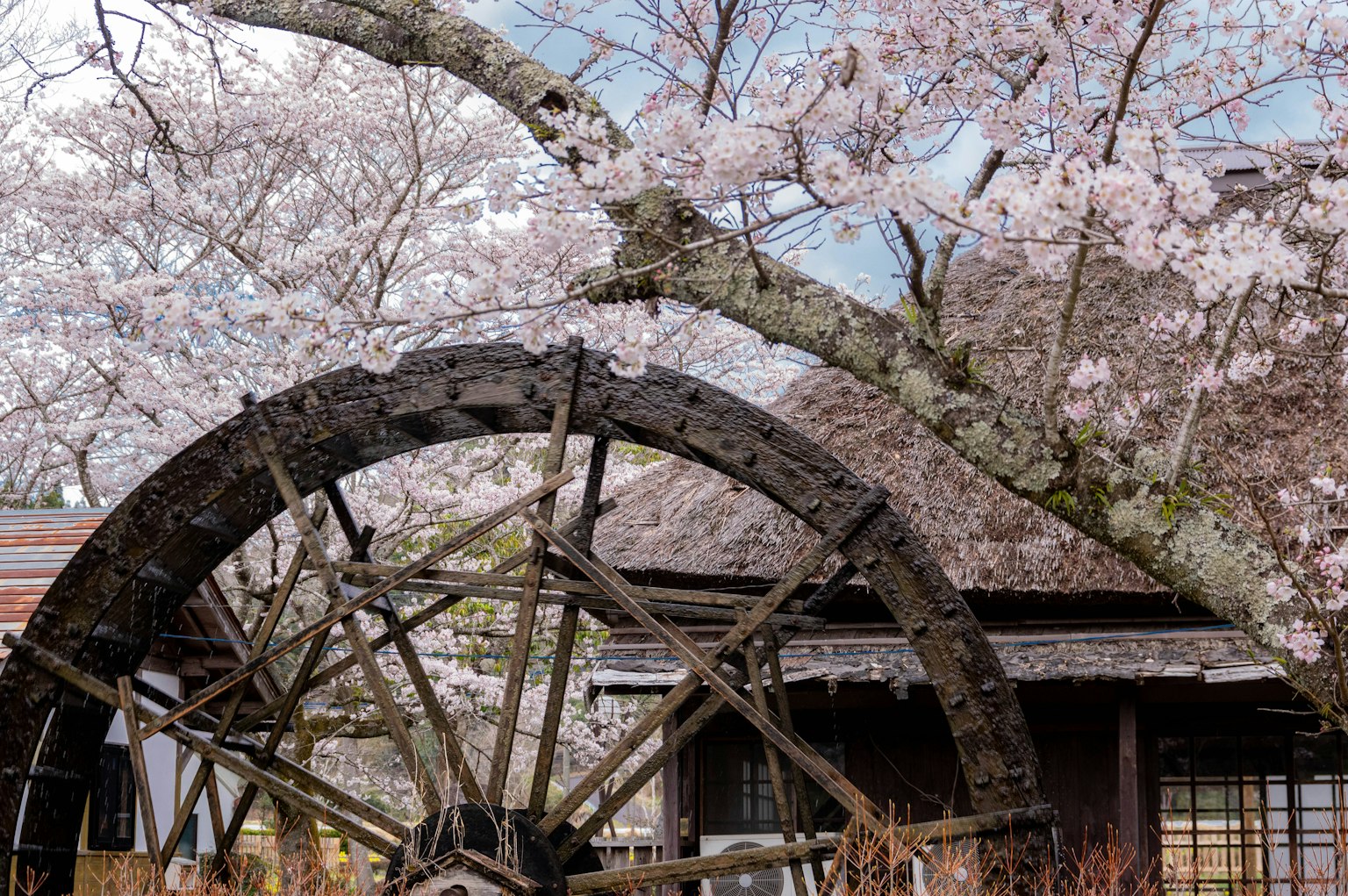 Pemandangan dengan pohon sakura dan roda air tua
