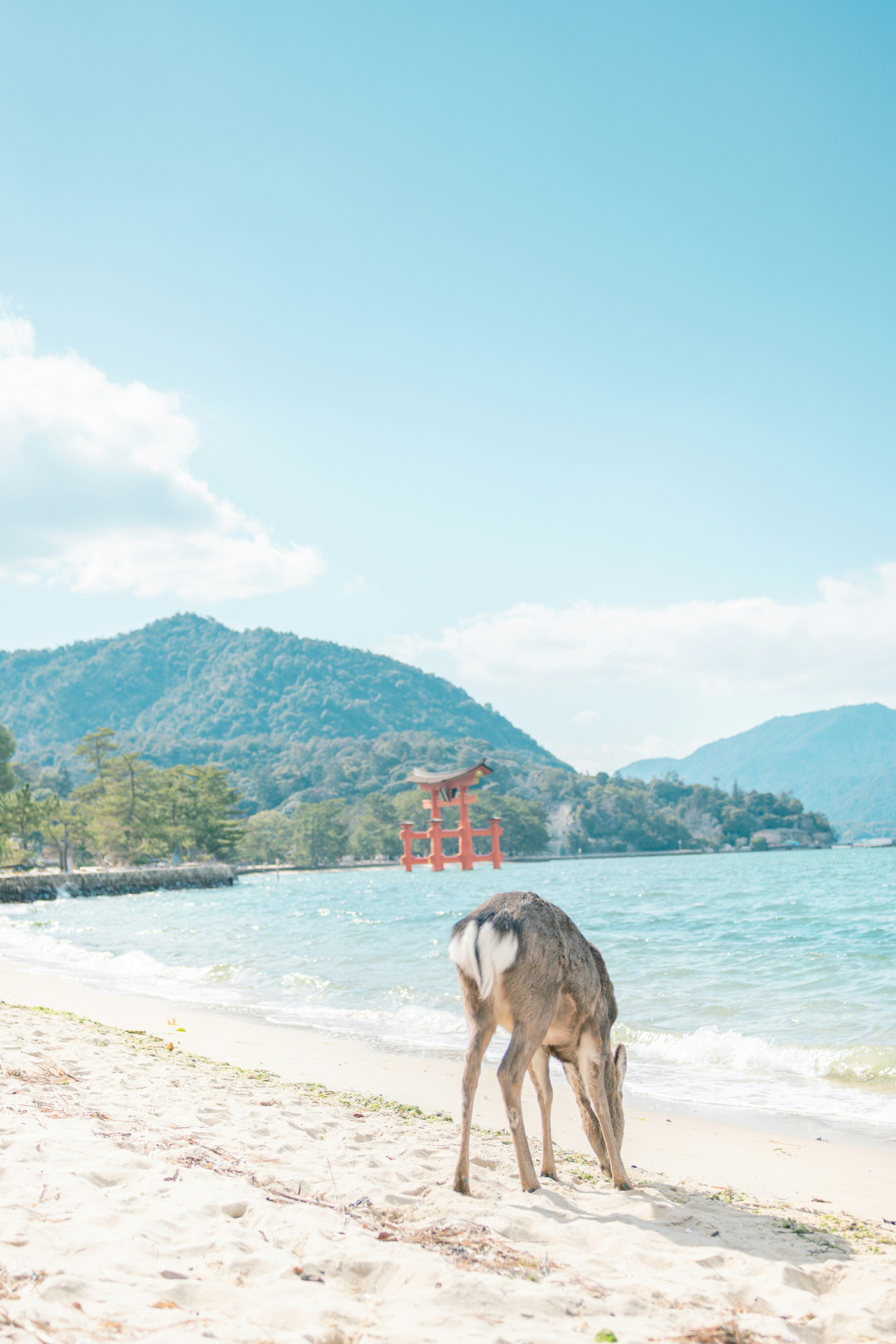 厳島神社の鳥居と海辺の鹿、瀬戸内の青い空の下