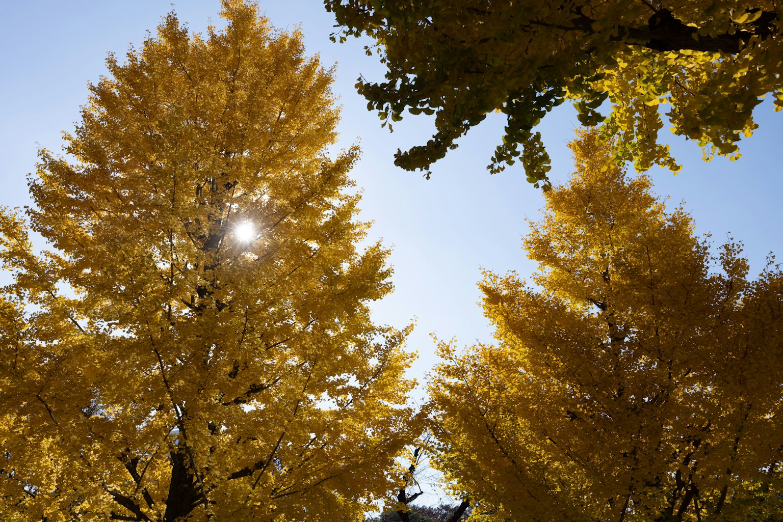 Alberi di ginkgo dorati contro un cielo blu chiaro