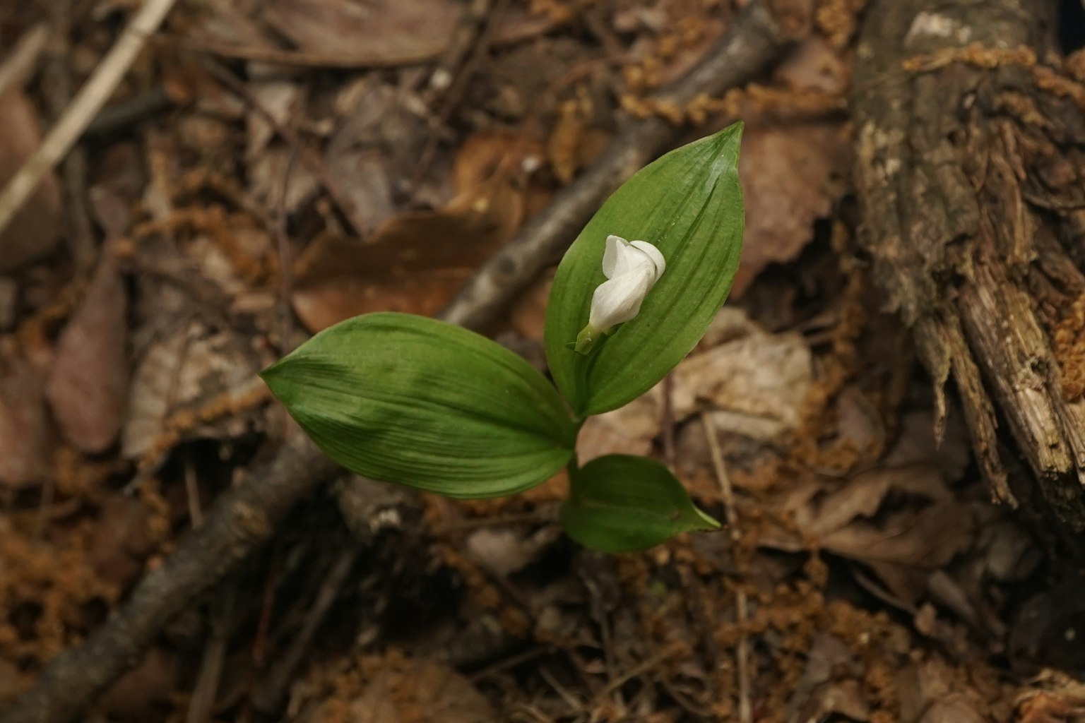 特写的野生植物，绿色叶子和白色花朵