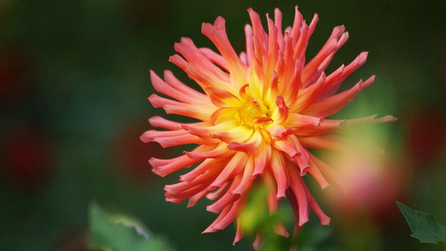Fleur de dahlias orange et jaune vibrante s'épanouissant sur un fond vert