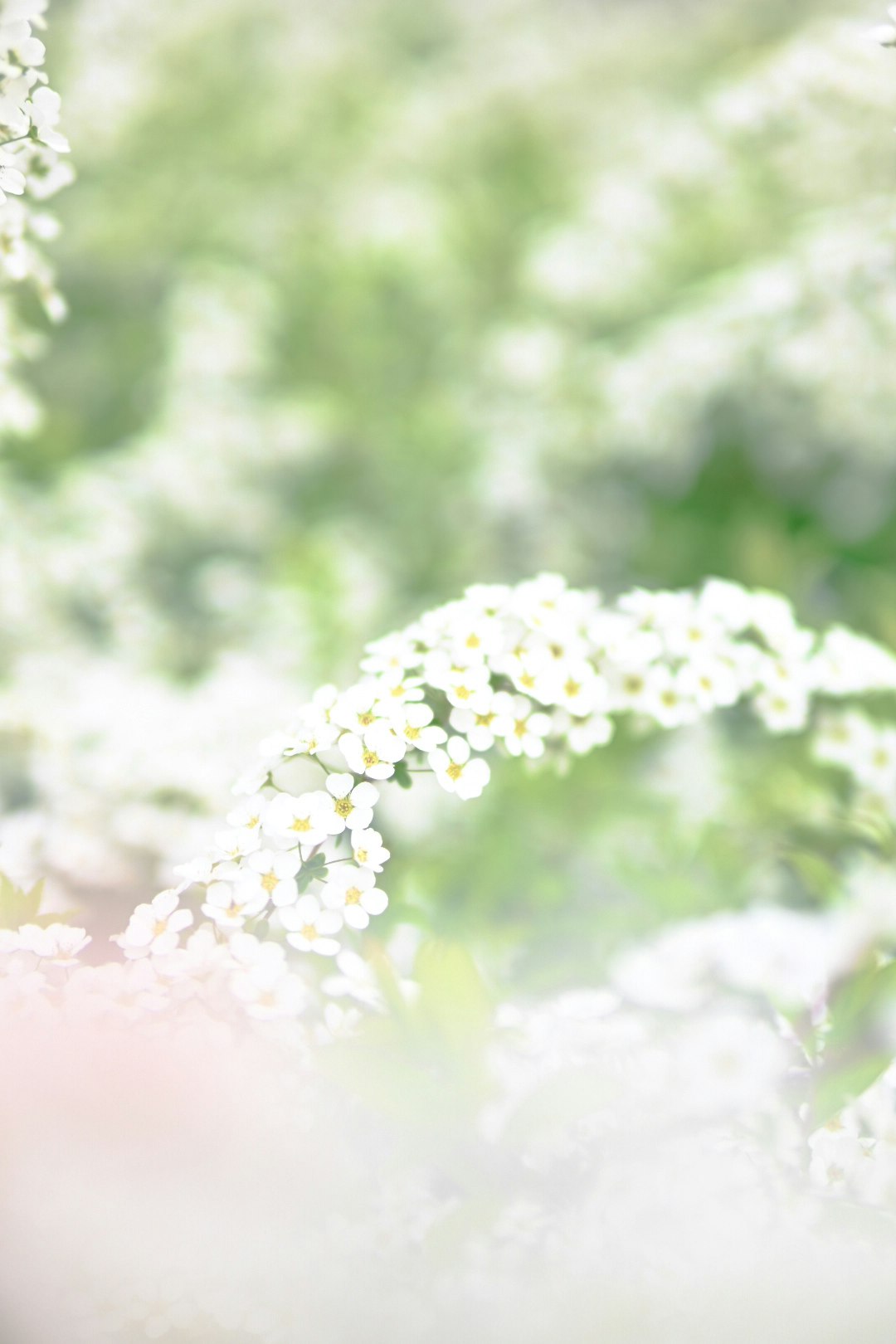 Fleurs blanches douces s'épanouissant dans un paysage flou magnifique
