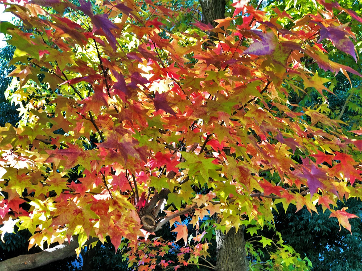 Feuilles d'automne vibrantes en rouge jaune et vert sur des branches d'arbre