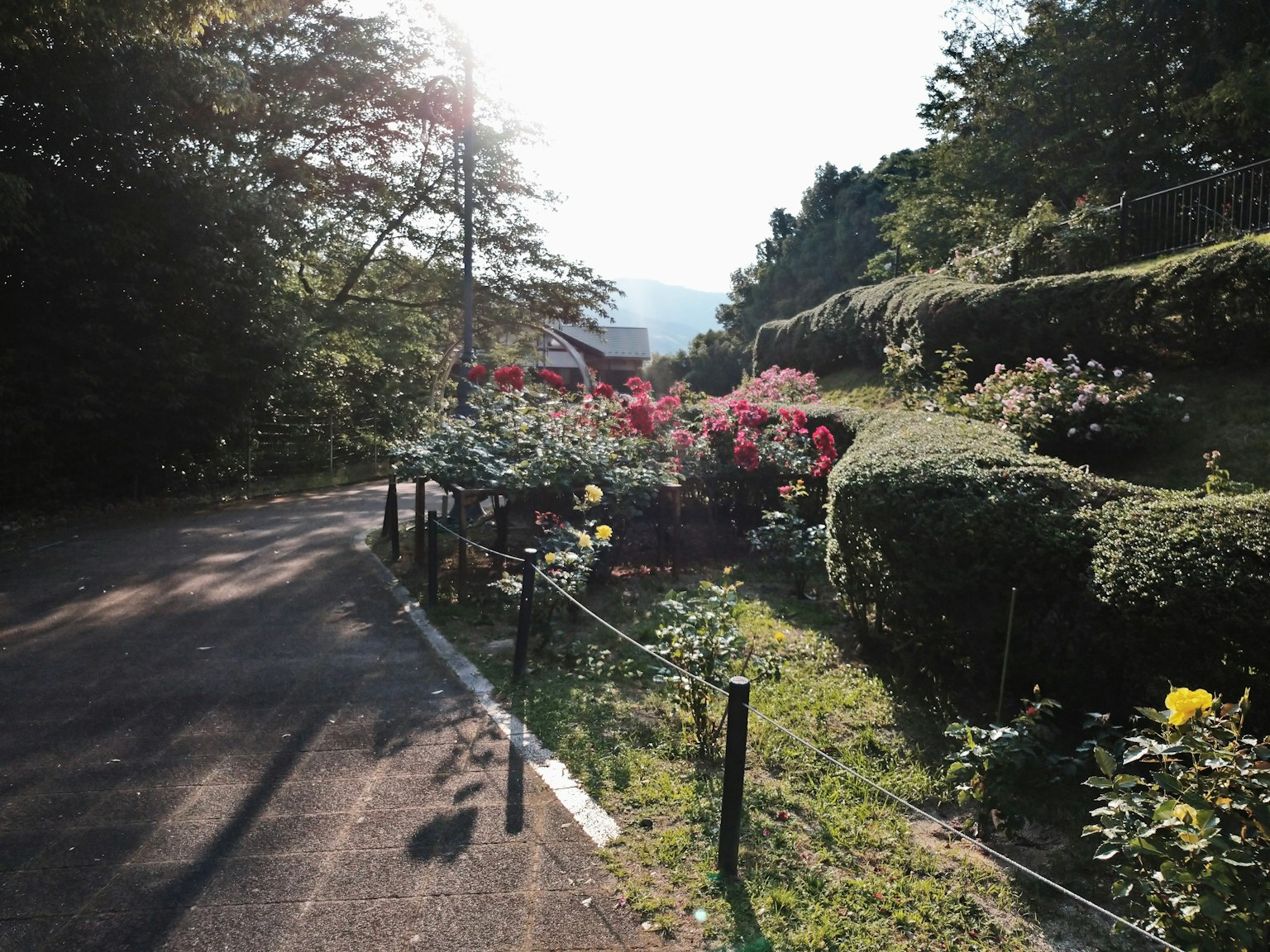 Sendero en un jardín exuberante con flores coloridas y luz solar