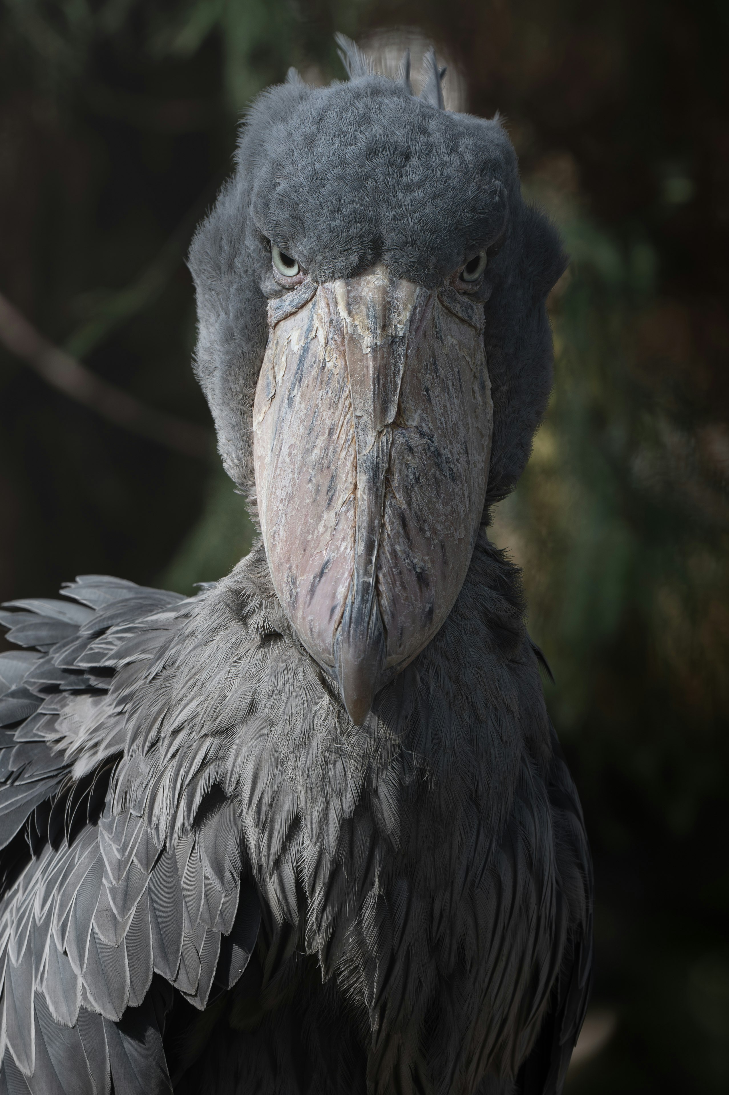 森の中の灰色の鳥のクローズアップ