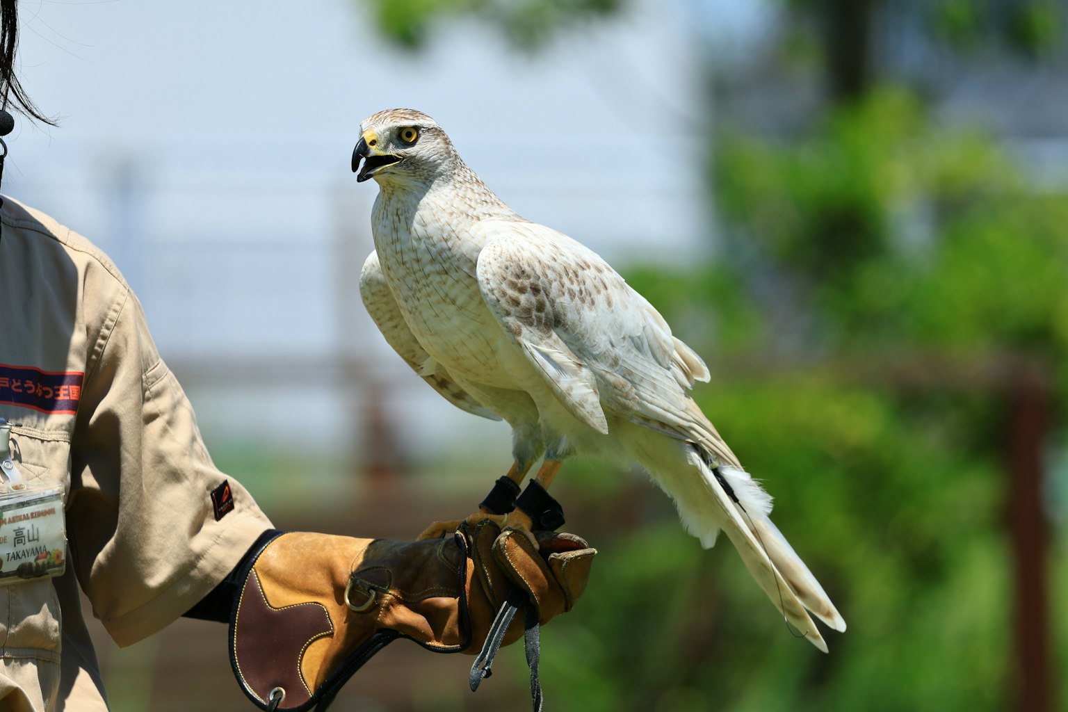 Persona che tiene un uccello bianco su un guanto