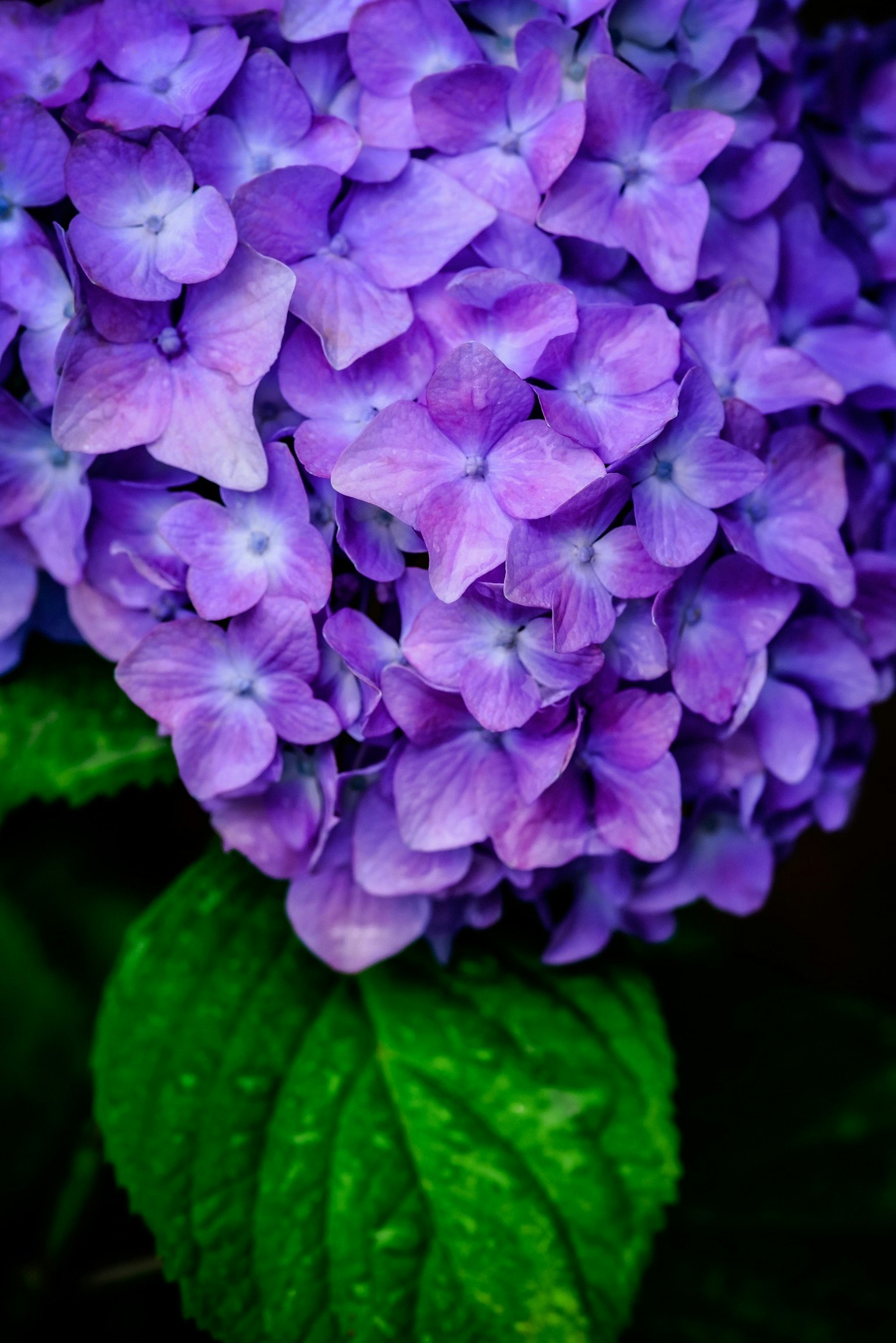Fiori di ortensia viola vivaci con foglie verdi