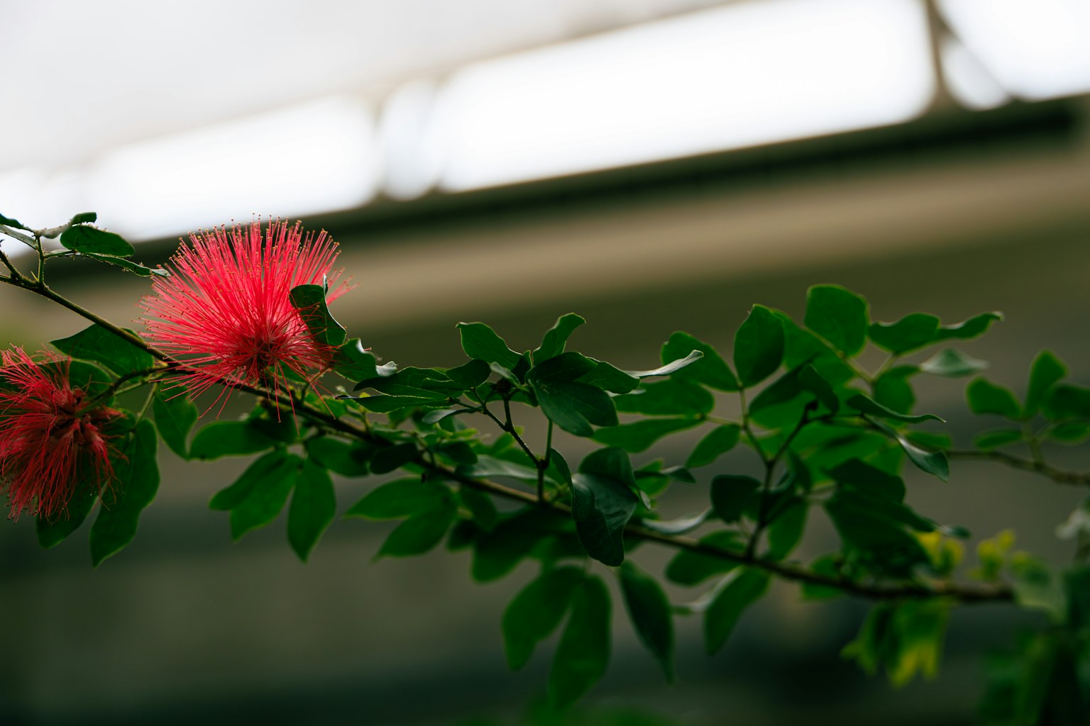 Sebuah cabang dengan bunga pink cerah dikelilingi daun hijau