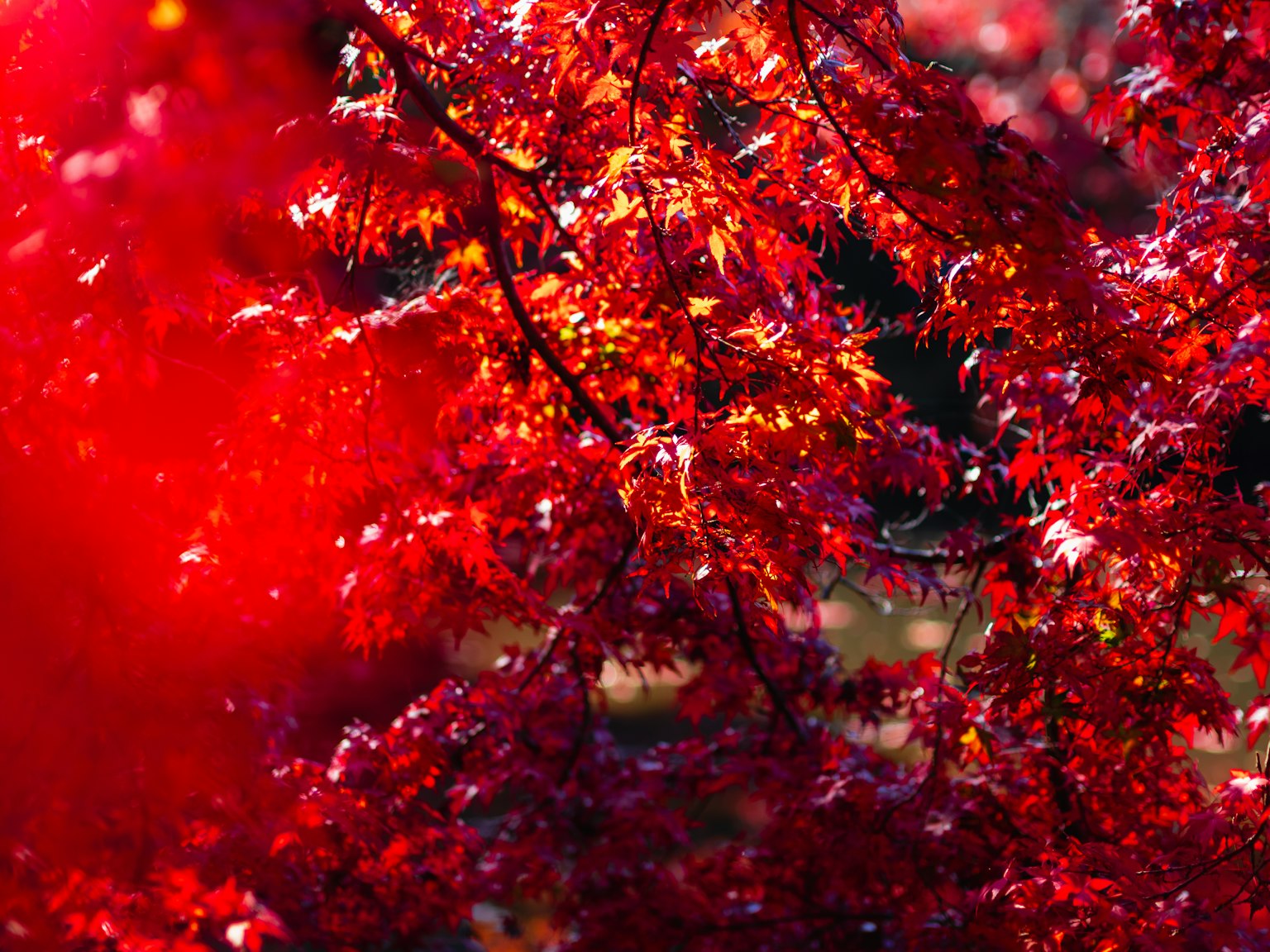 Gros plan sur des feuilles rouges vives mettant en valeur la beauté de l'automne