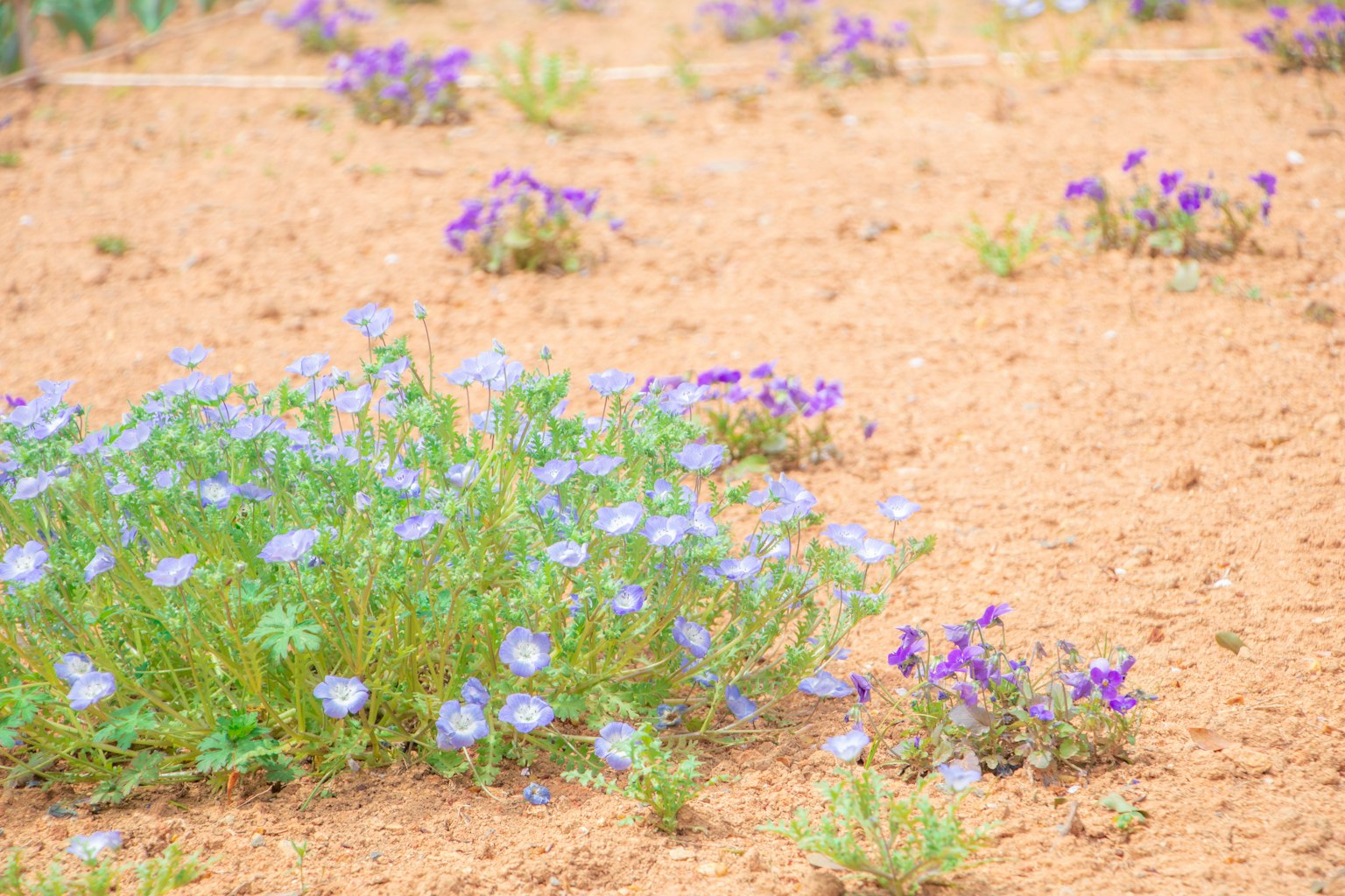 Paesaggio con fiori blu che sbocciano su terreno secco