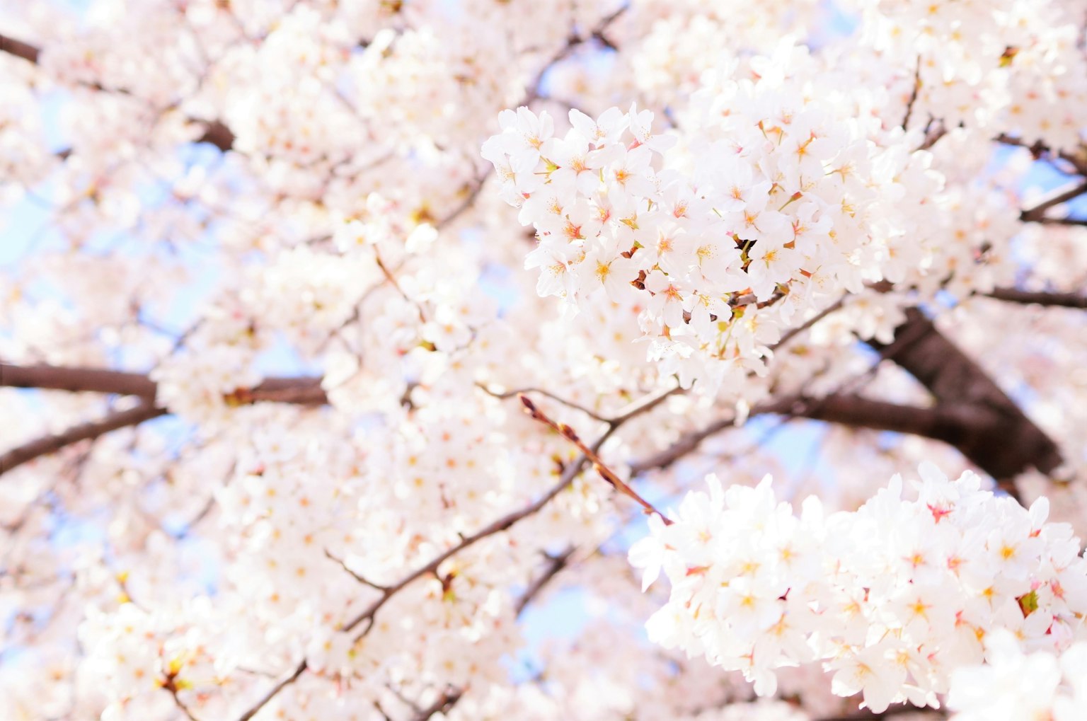 Close-up cabang bunga sakura yang mekar